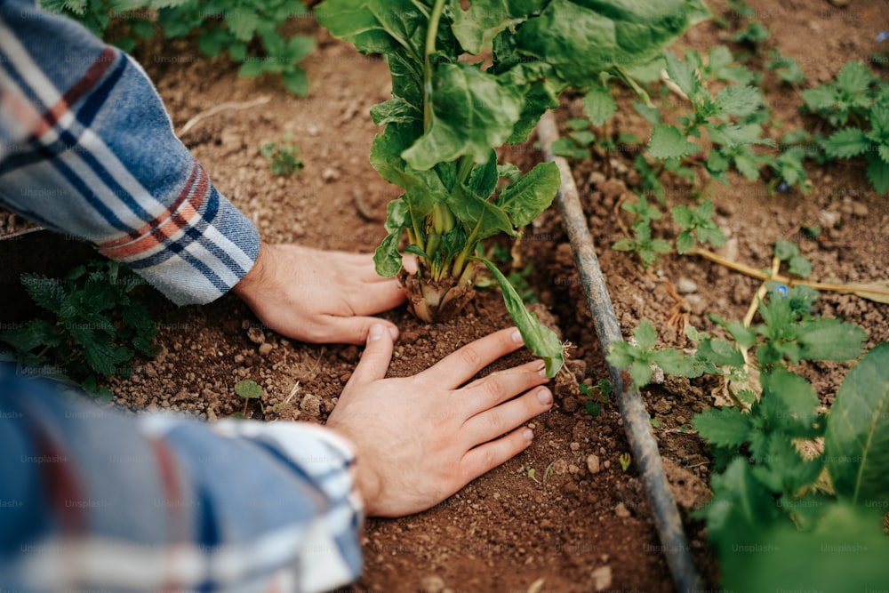a person is digging in the dirt with a garden tool