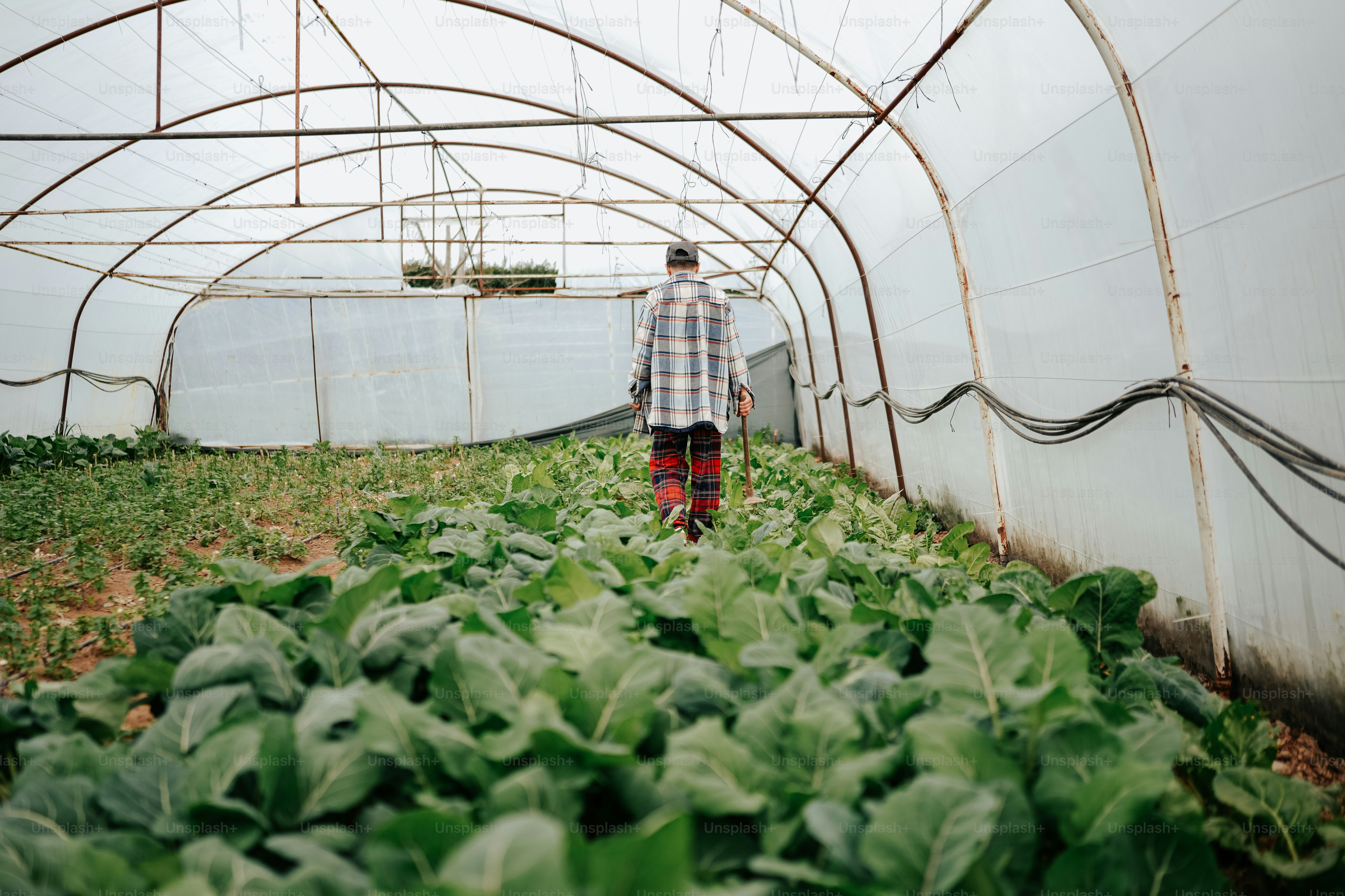 a man standing in a green house with lots of lettuce