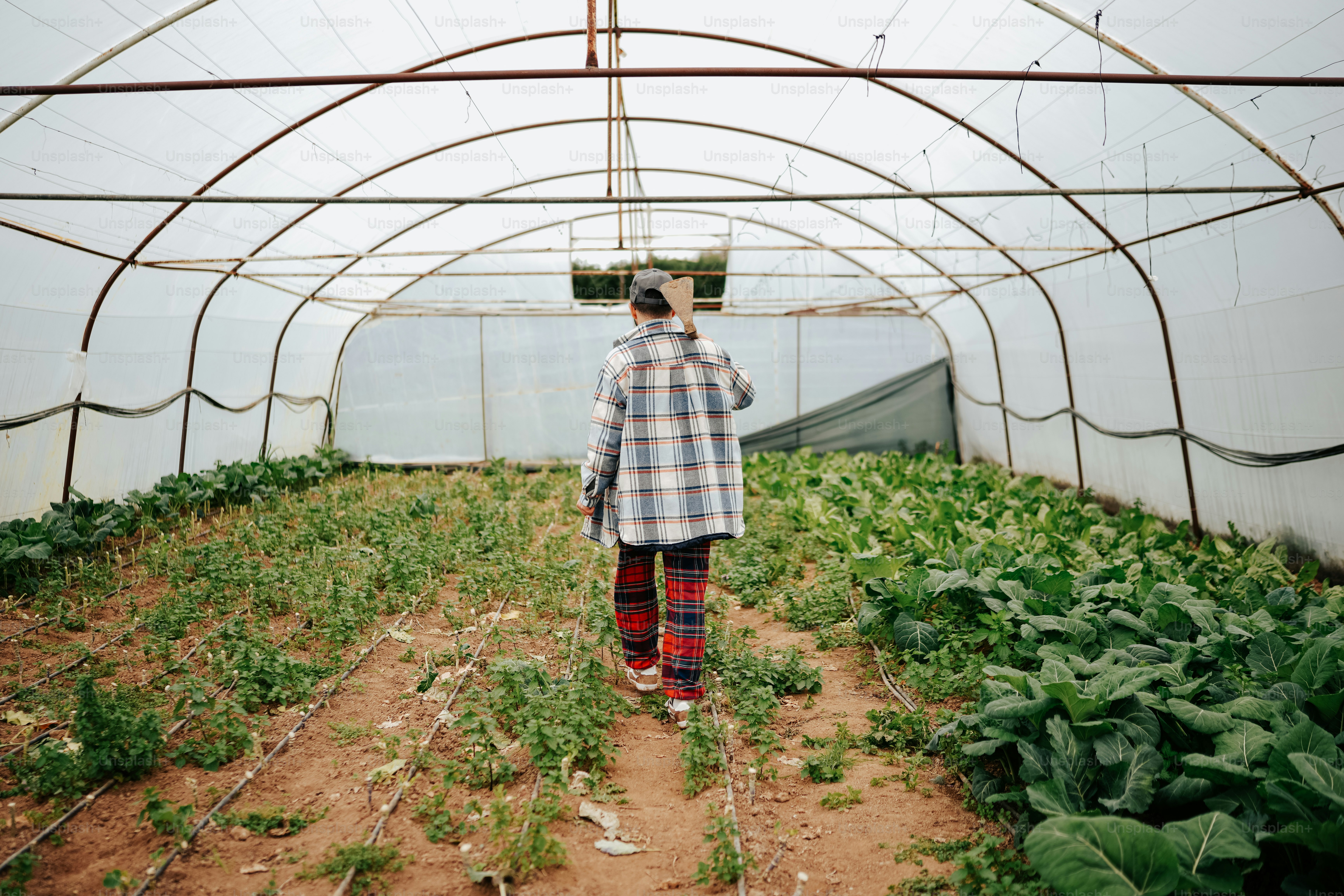 a person standing in a greenhouse looking at plants