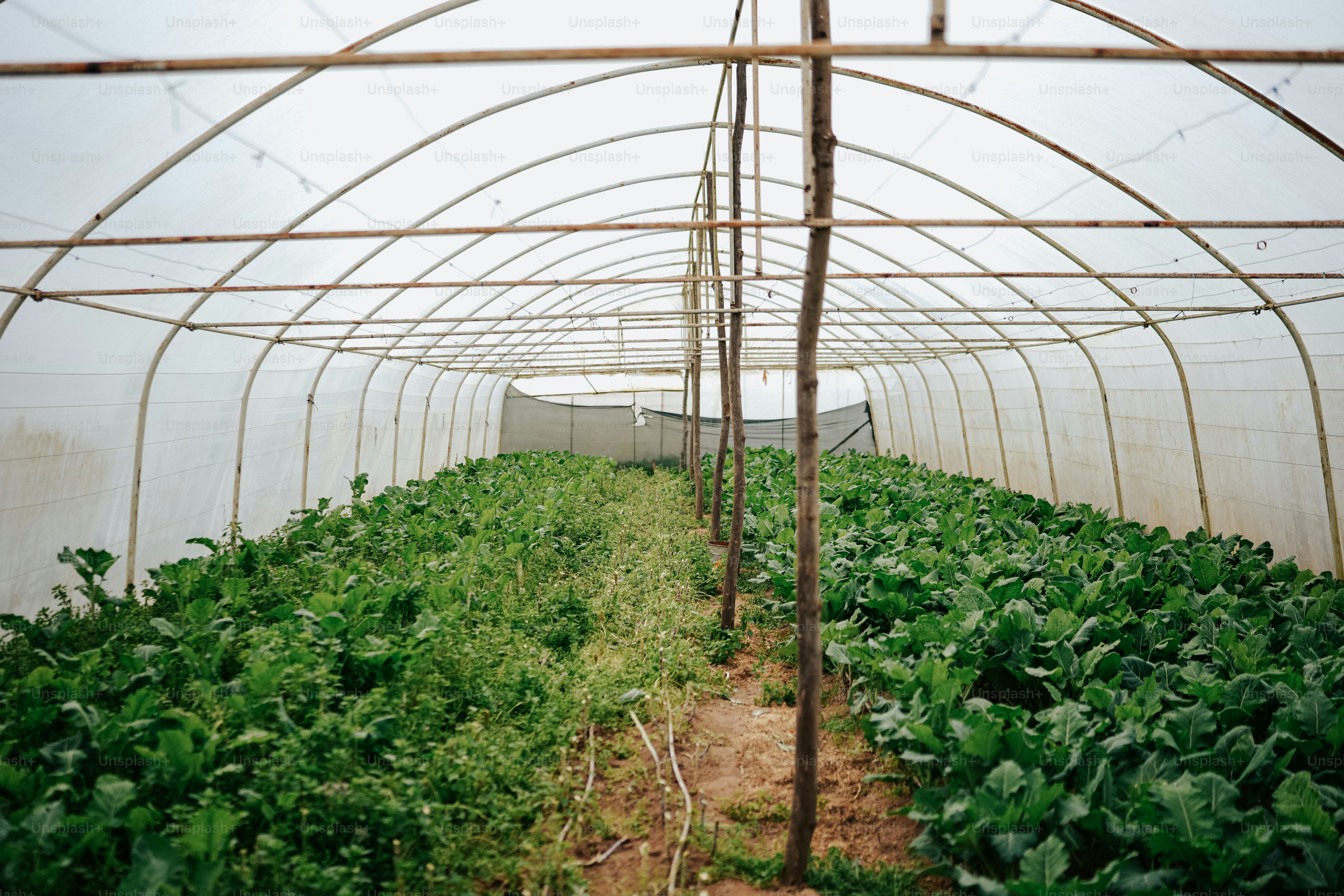 A large greenhouse with lots of plants growing inside of it photo ...