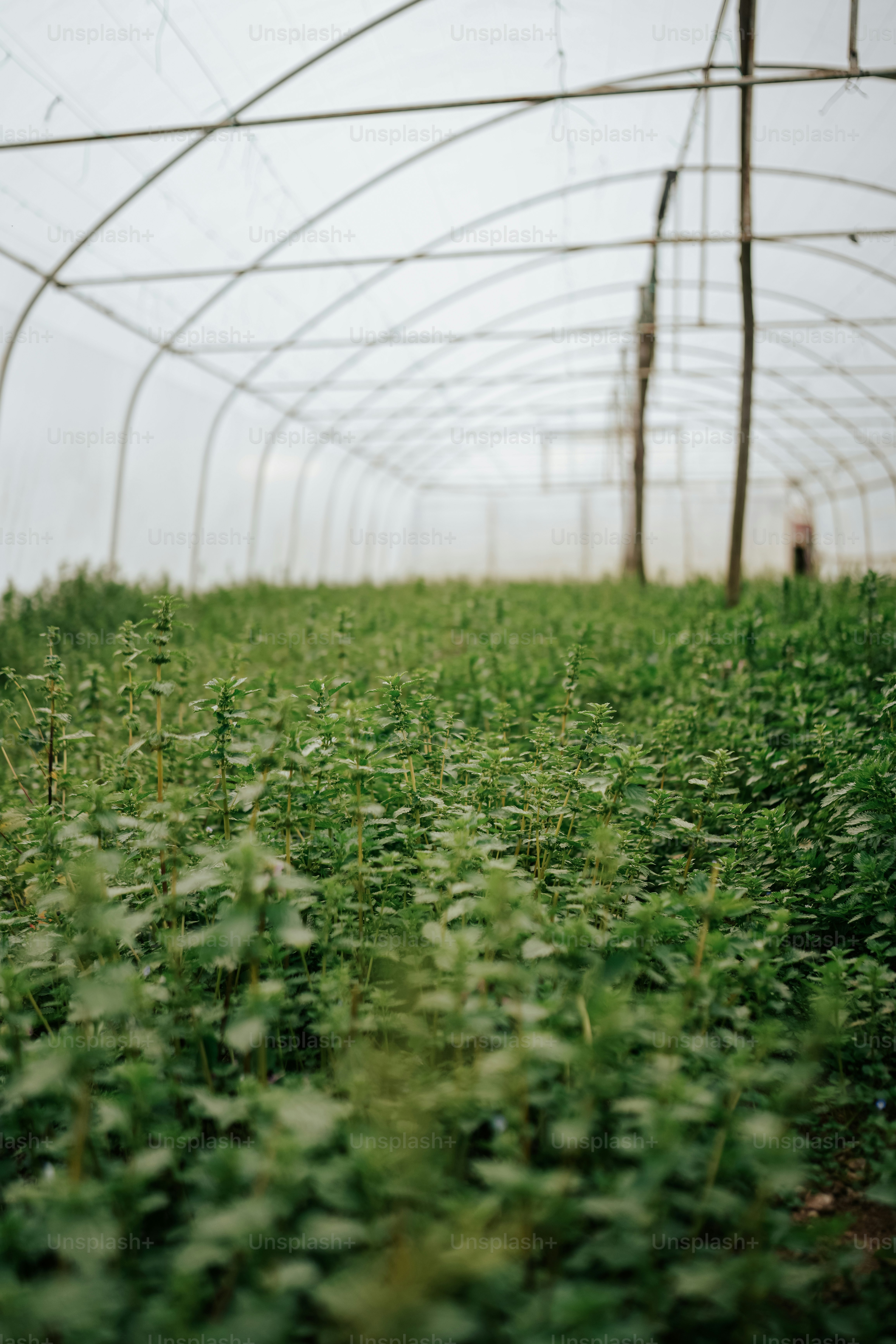 a field of green plants with a person in the background