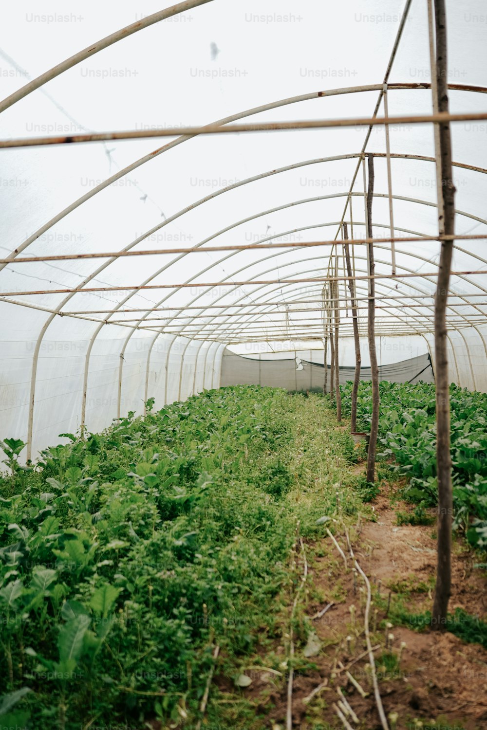 a green house with plants growing inside of it