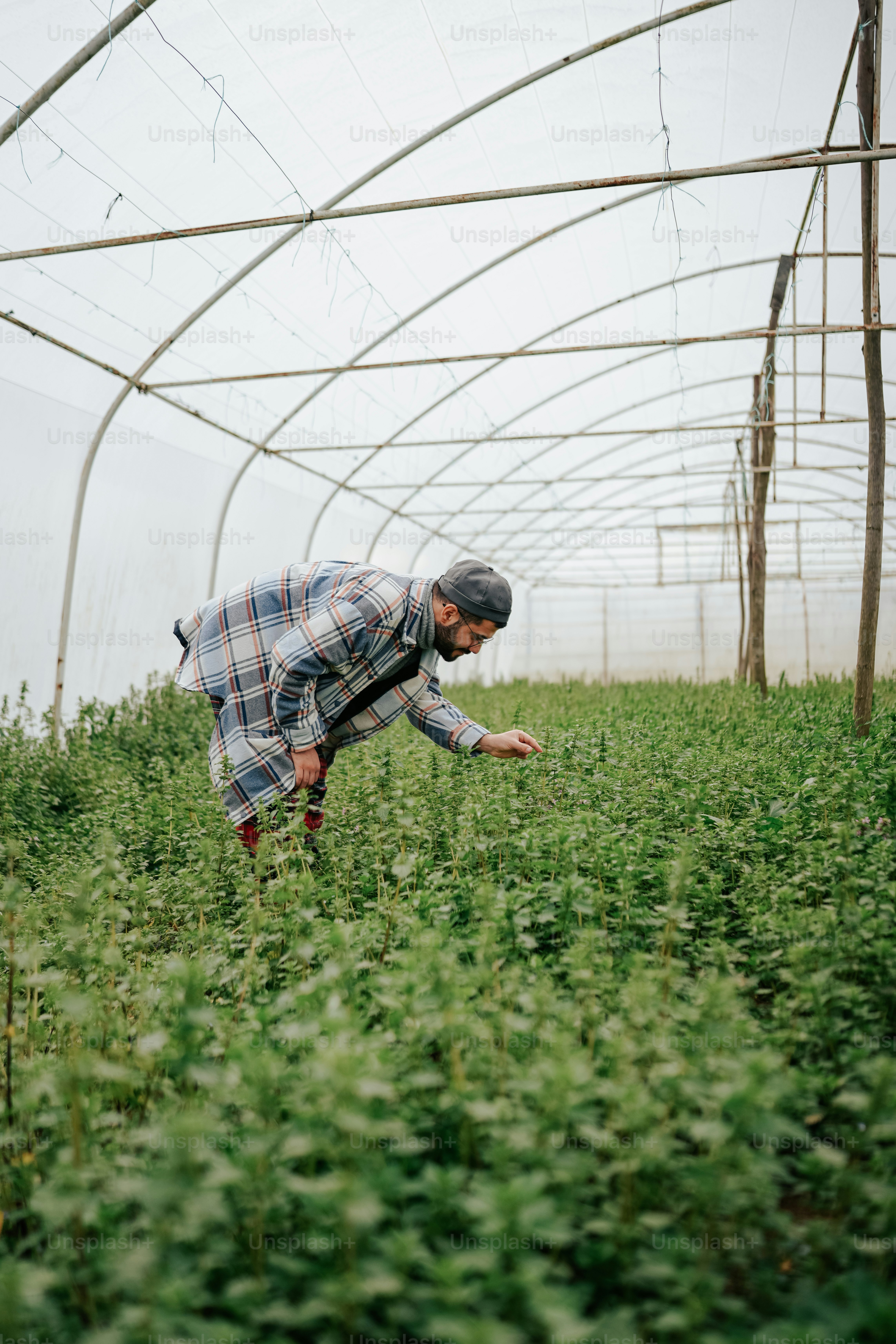 a man standing in a field of green plants