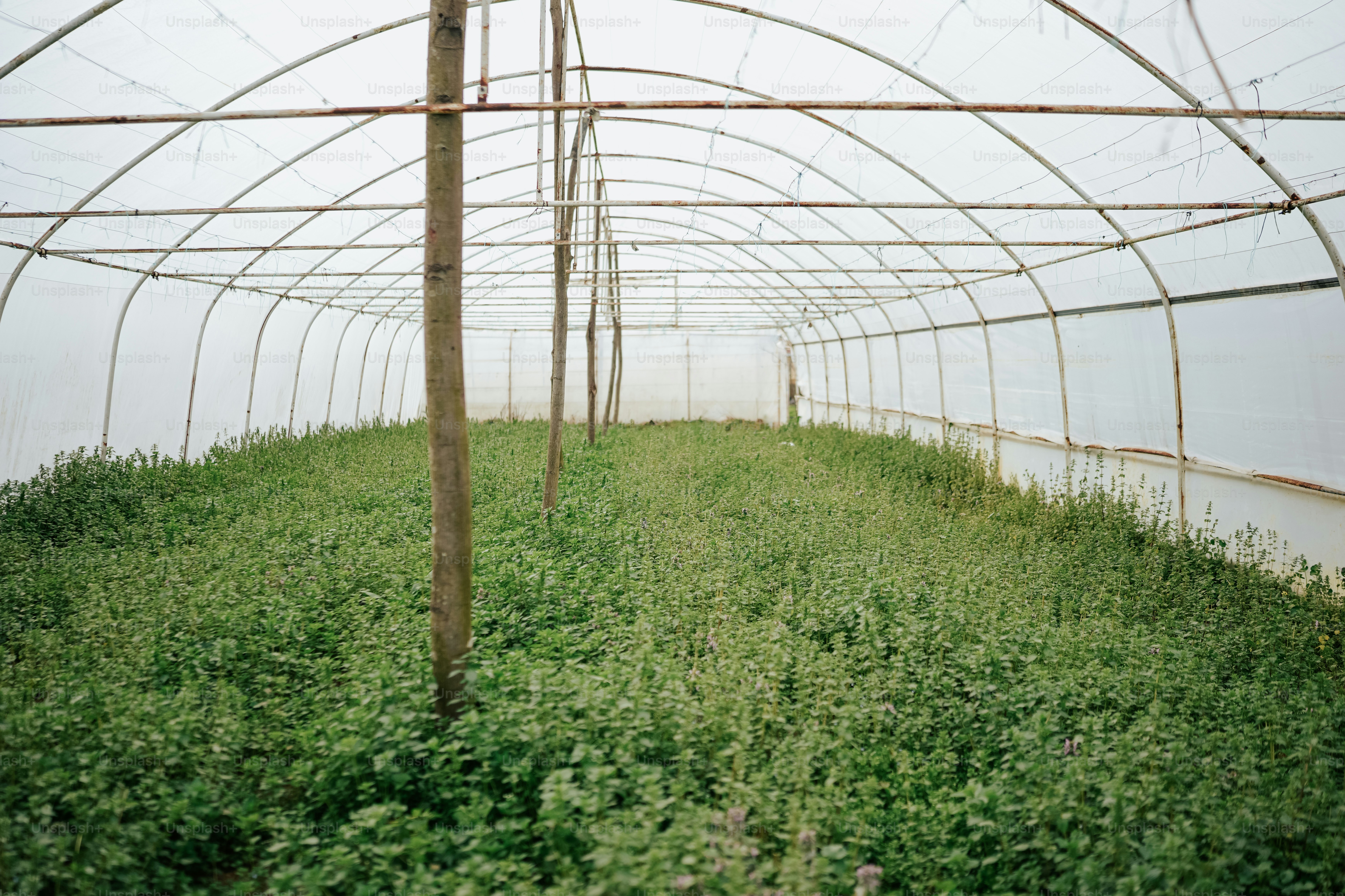a green house with lots of plants growing inside of it