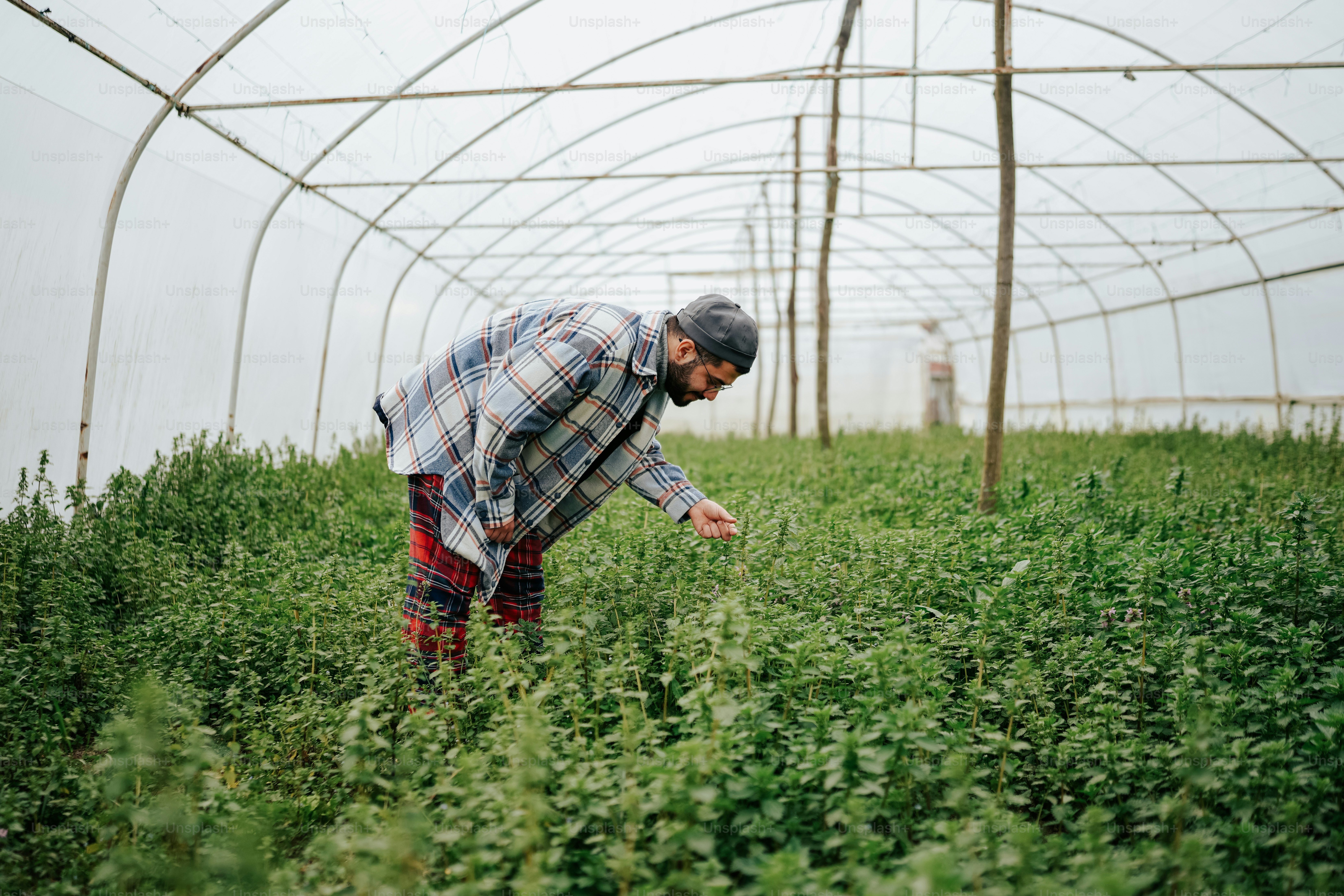 a man standing in a field of green plants