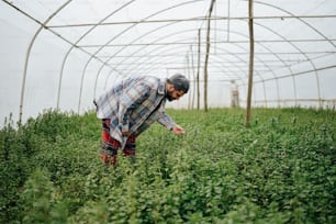 a man standing in a field of green plants