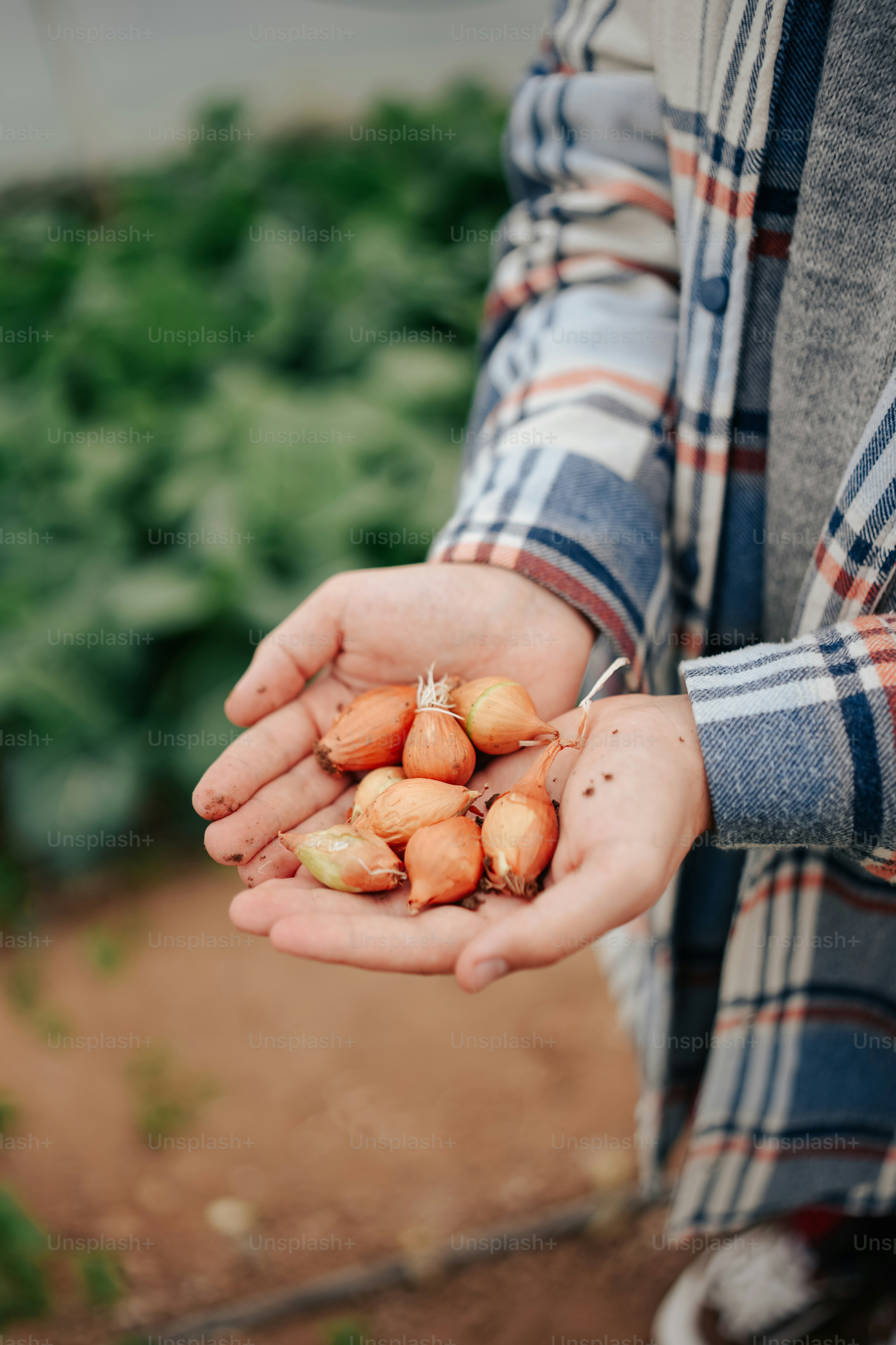 a person holding a handful of onions in their hands