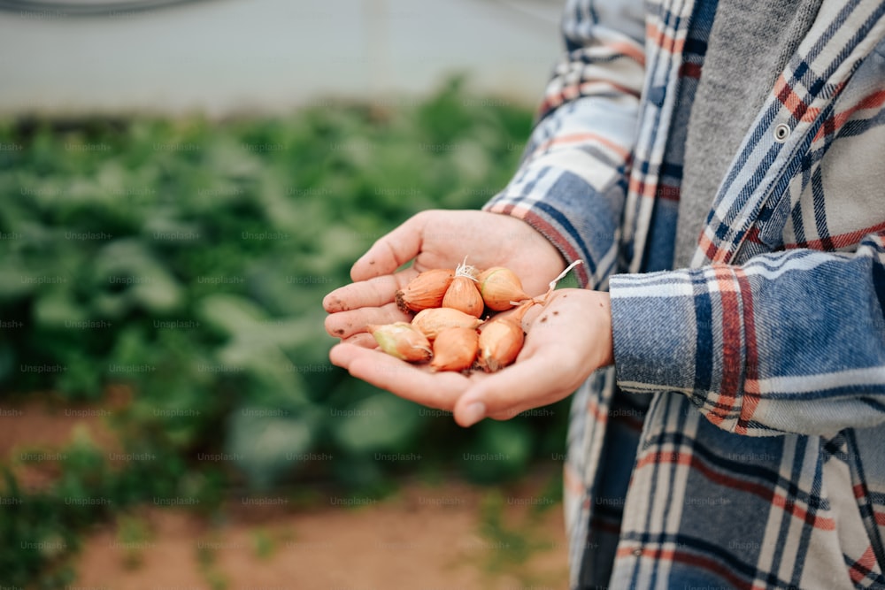 uma pessoa segurando um punhado de cenouras em suas mãos