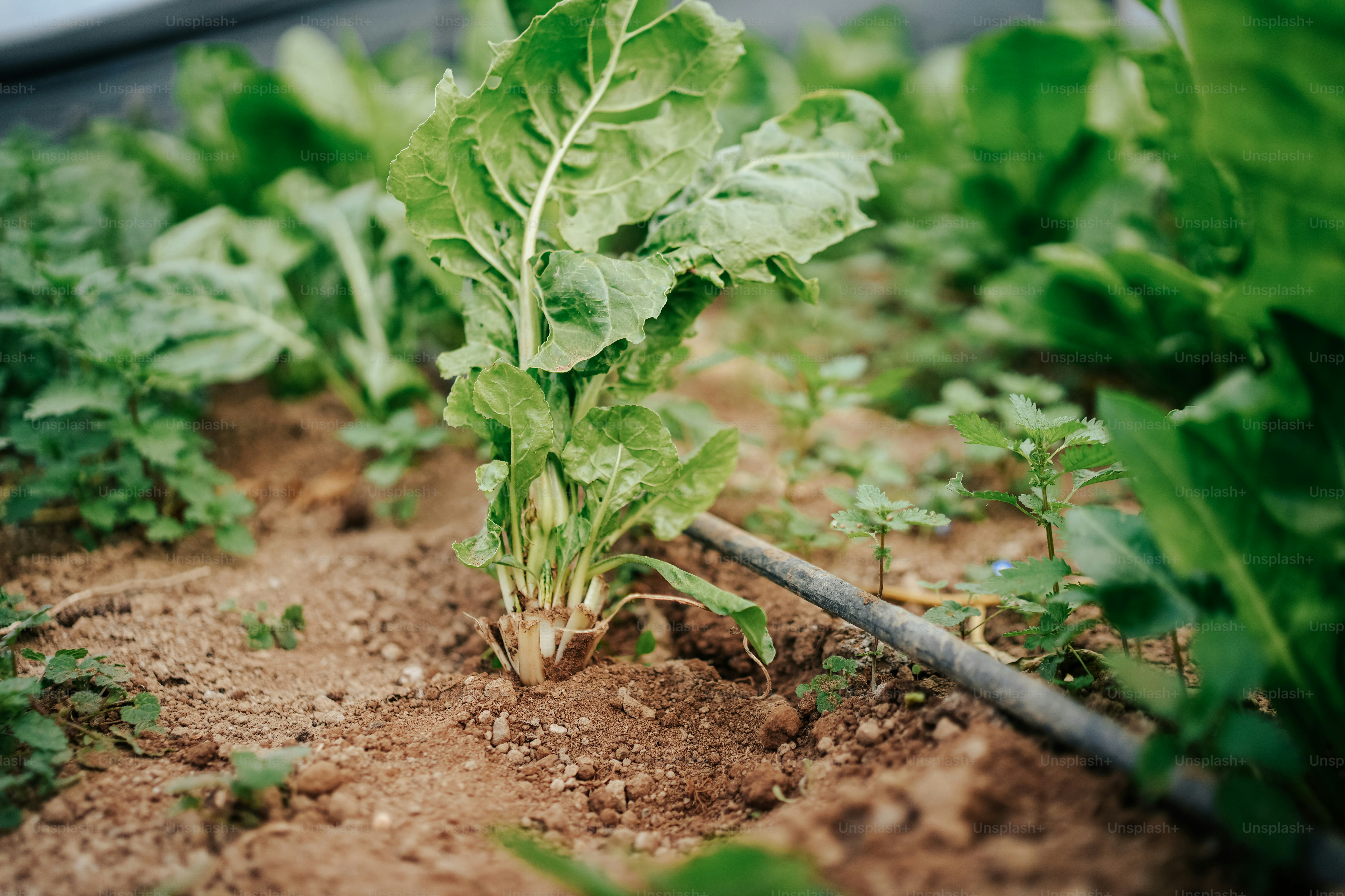 a close up of a plant growing in dirt
