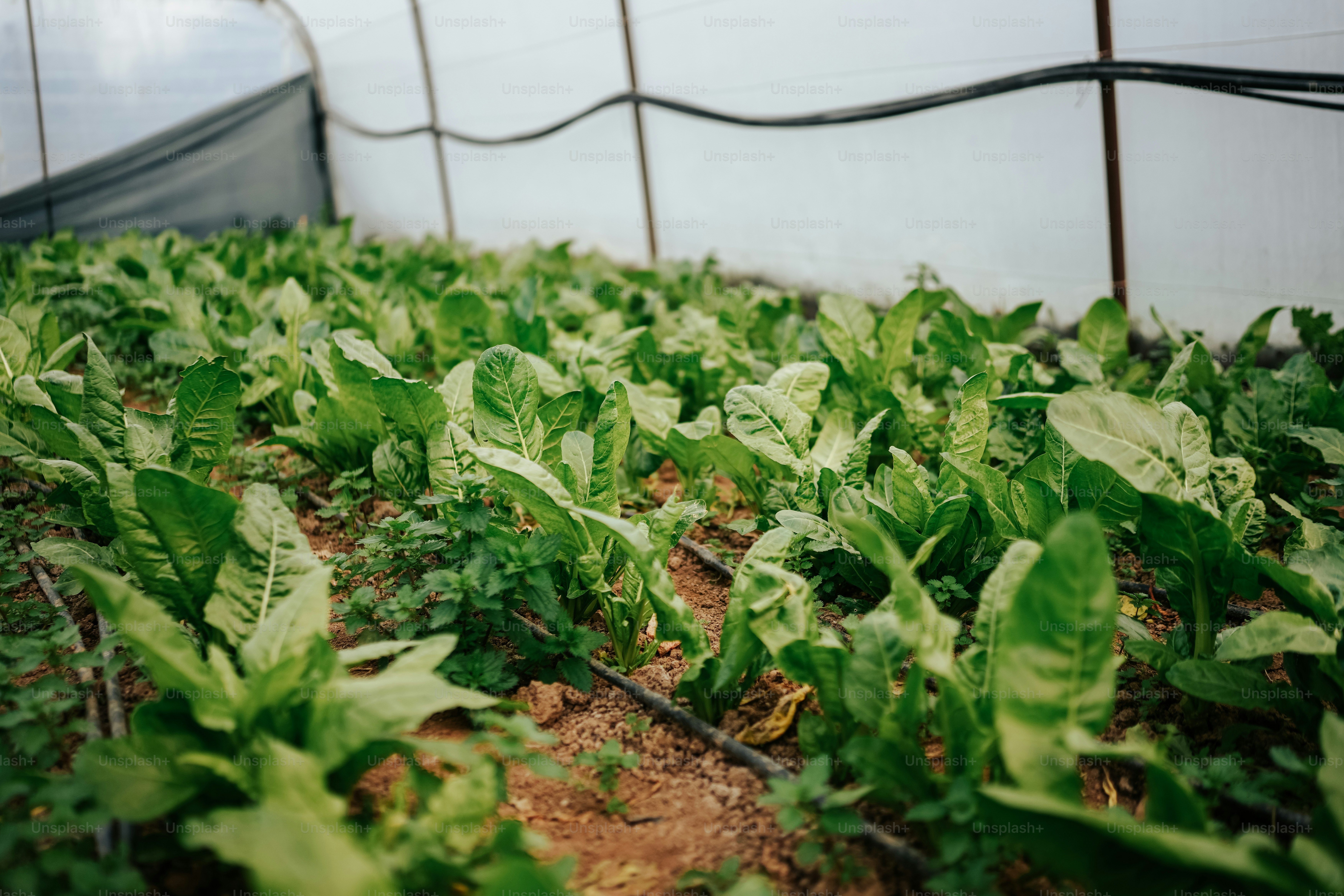 a greenhouse filled with lots of green plants
