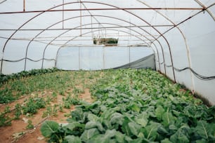 a green house with lots of plants growing inside of it