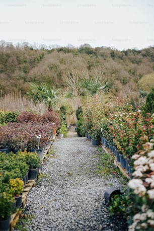 a gravel path lined with potted plants