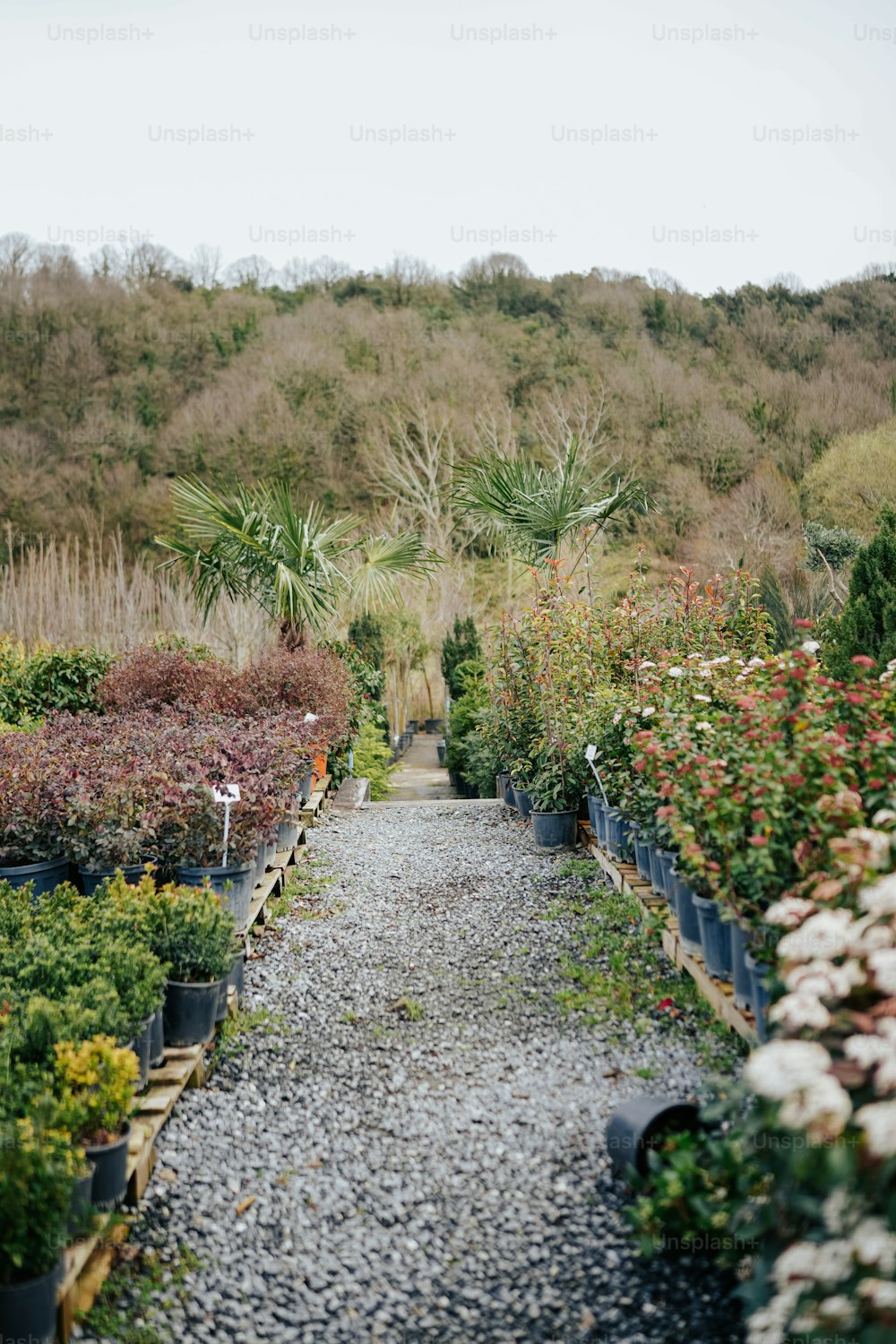 a gravel path lined with potted plants