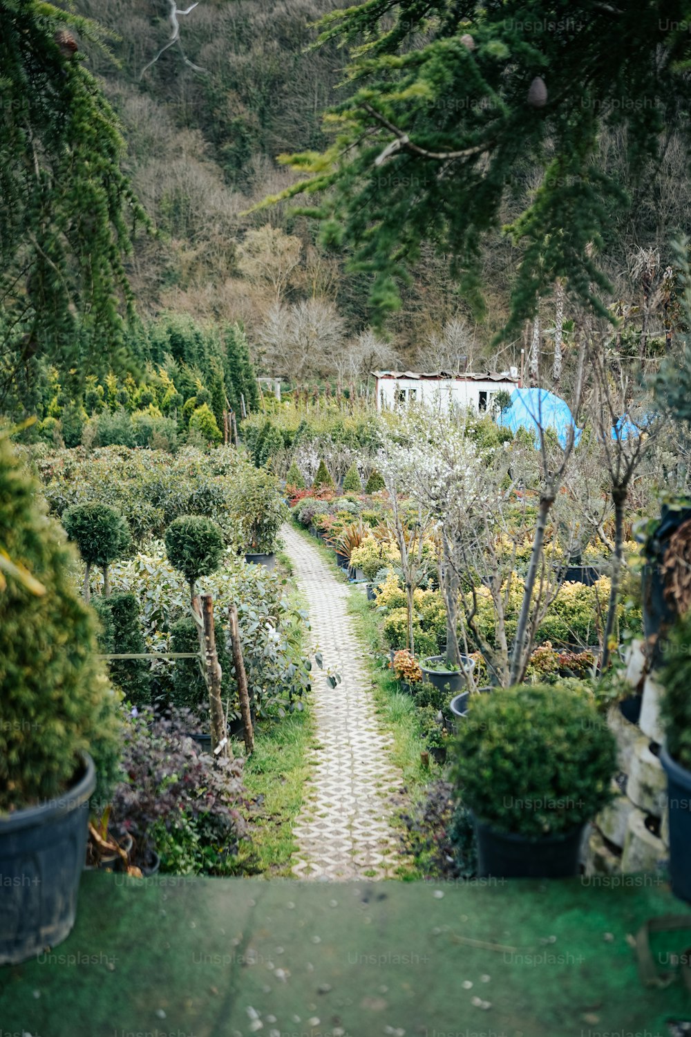 um caminho através de um jardim cheio de muitas plantas