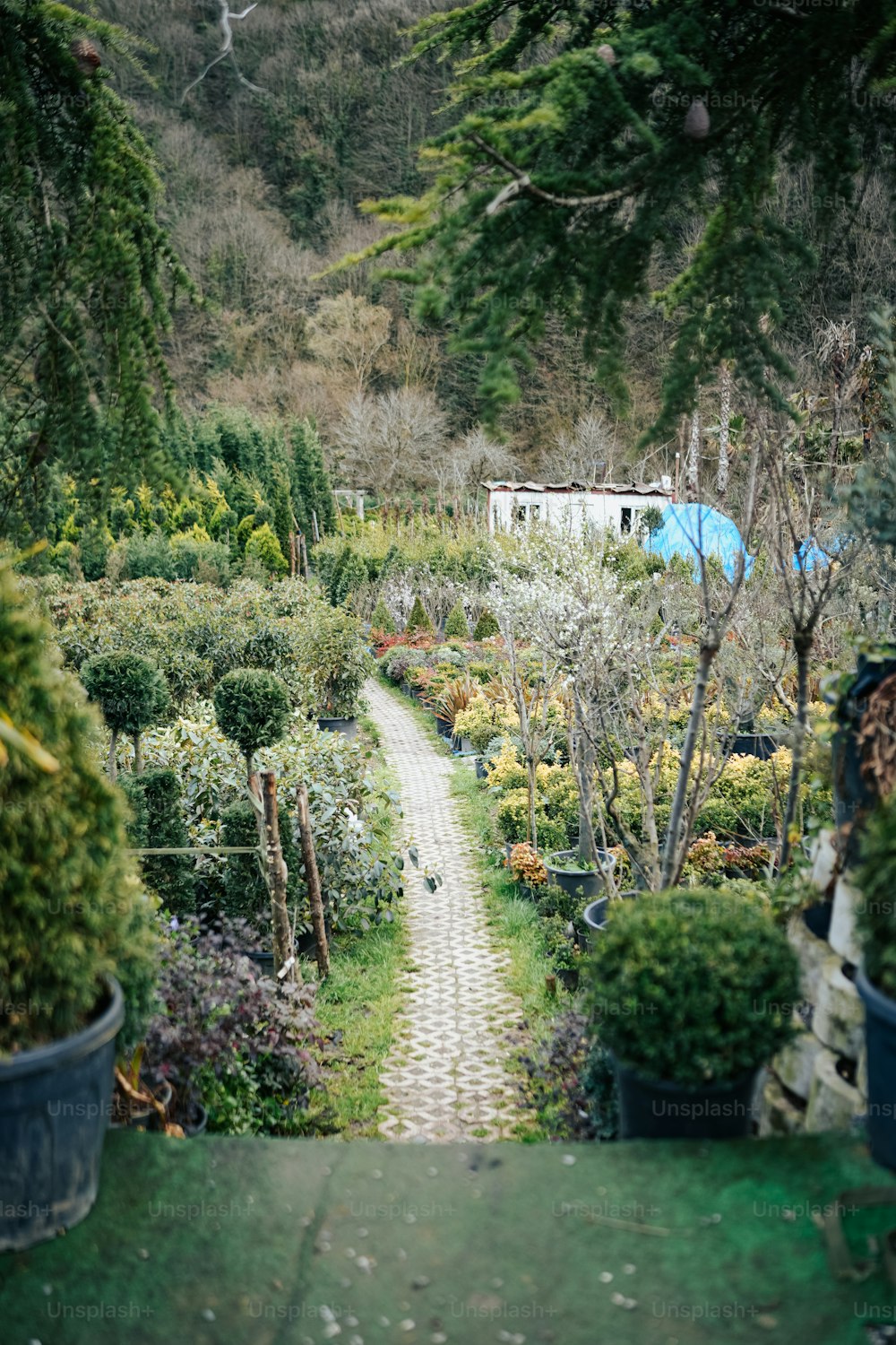 Un chemin à travers un jardin rempli de plantes