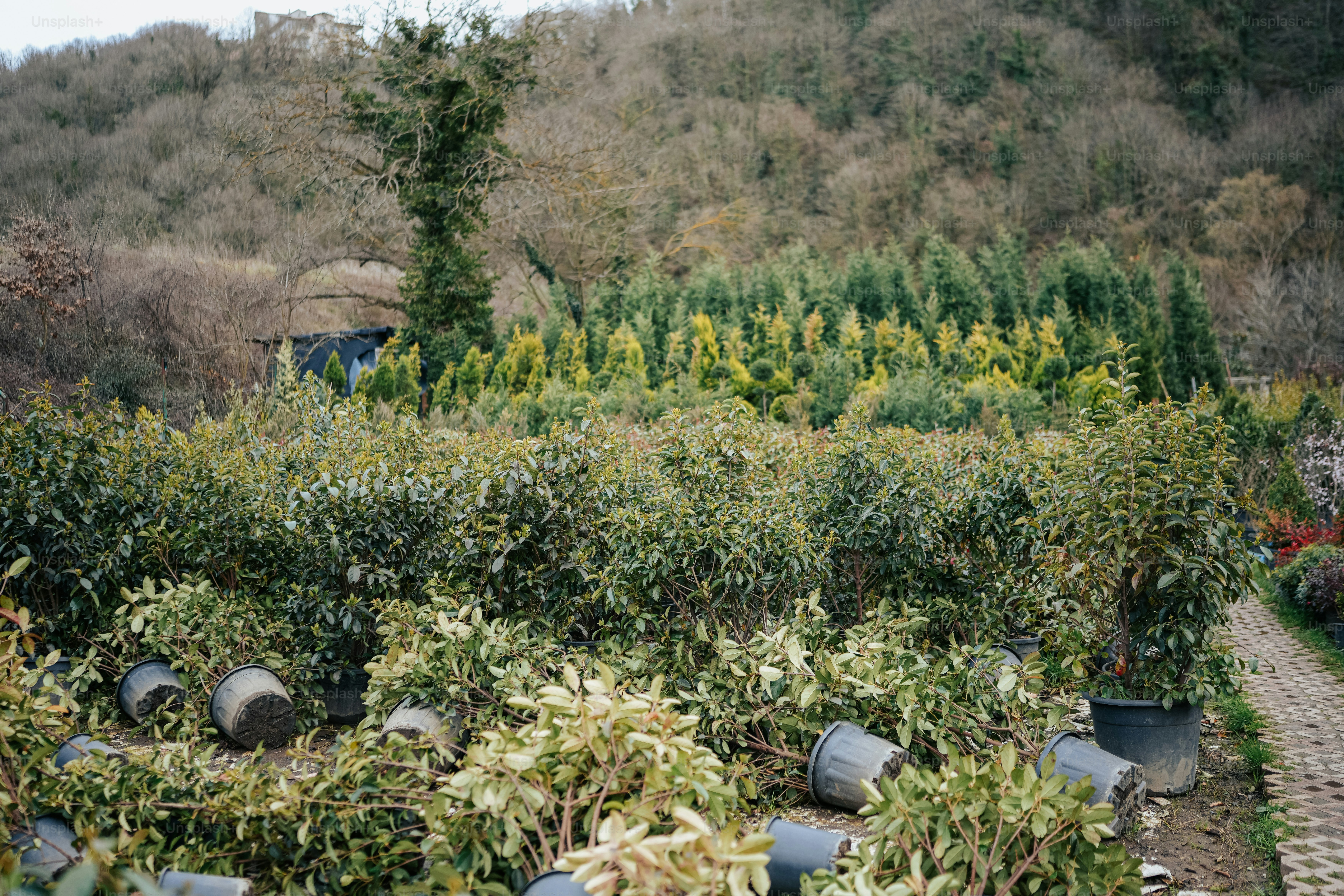 a garden filled with lots of green plants