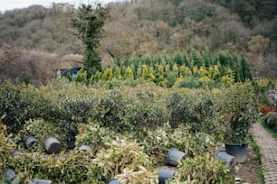 a garden filled with lots of green plants