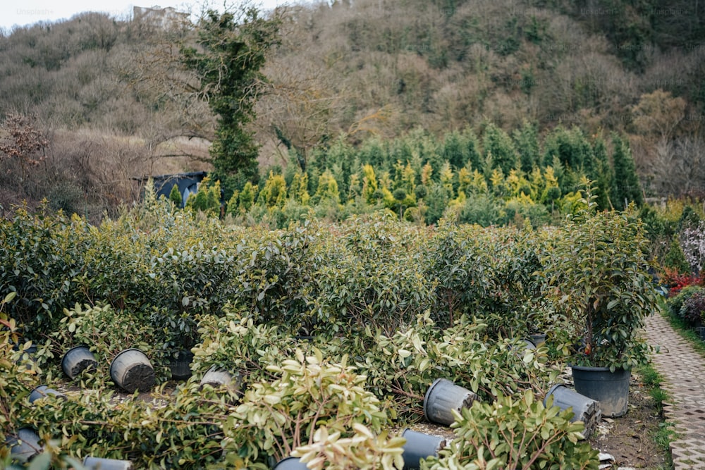 a garden filled with lots of green plants