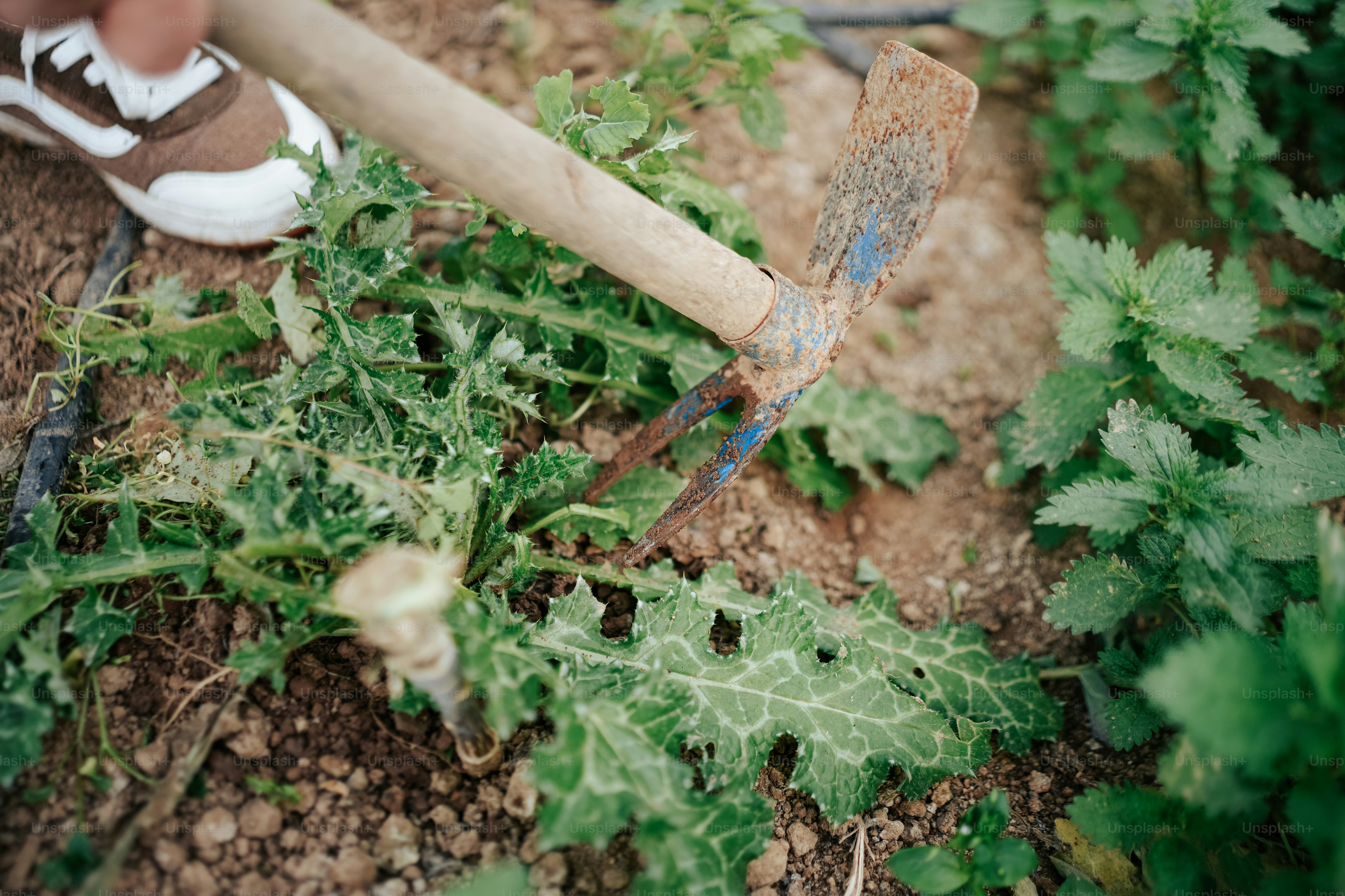 a person holding a wooden stick in a garden