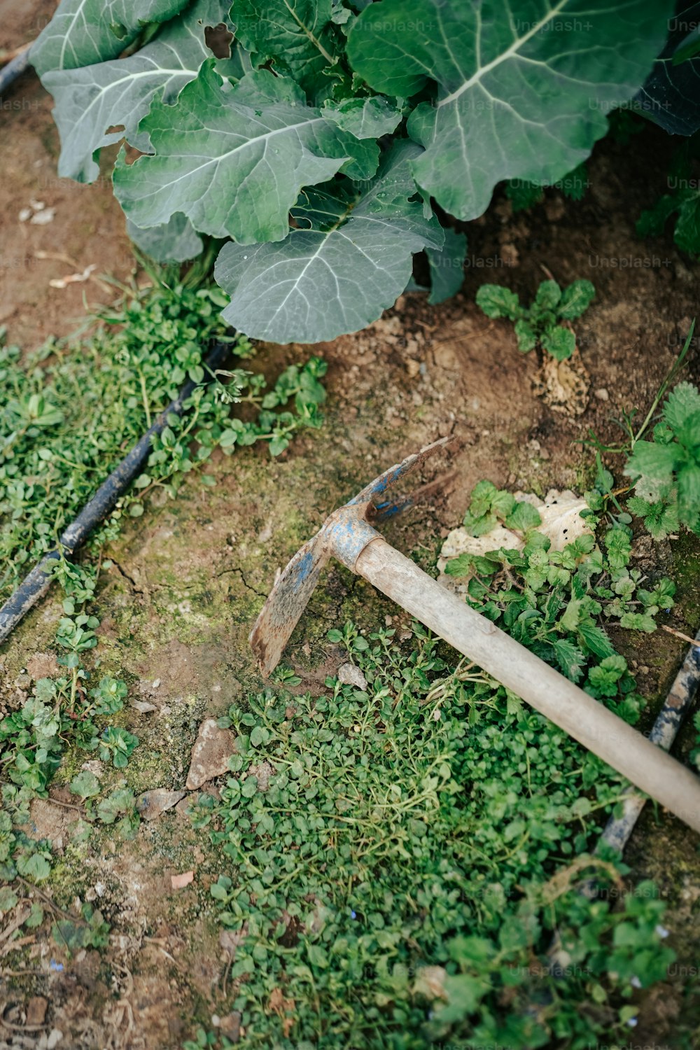 a garden tool laying on the ground next to a large leafy plant