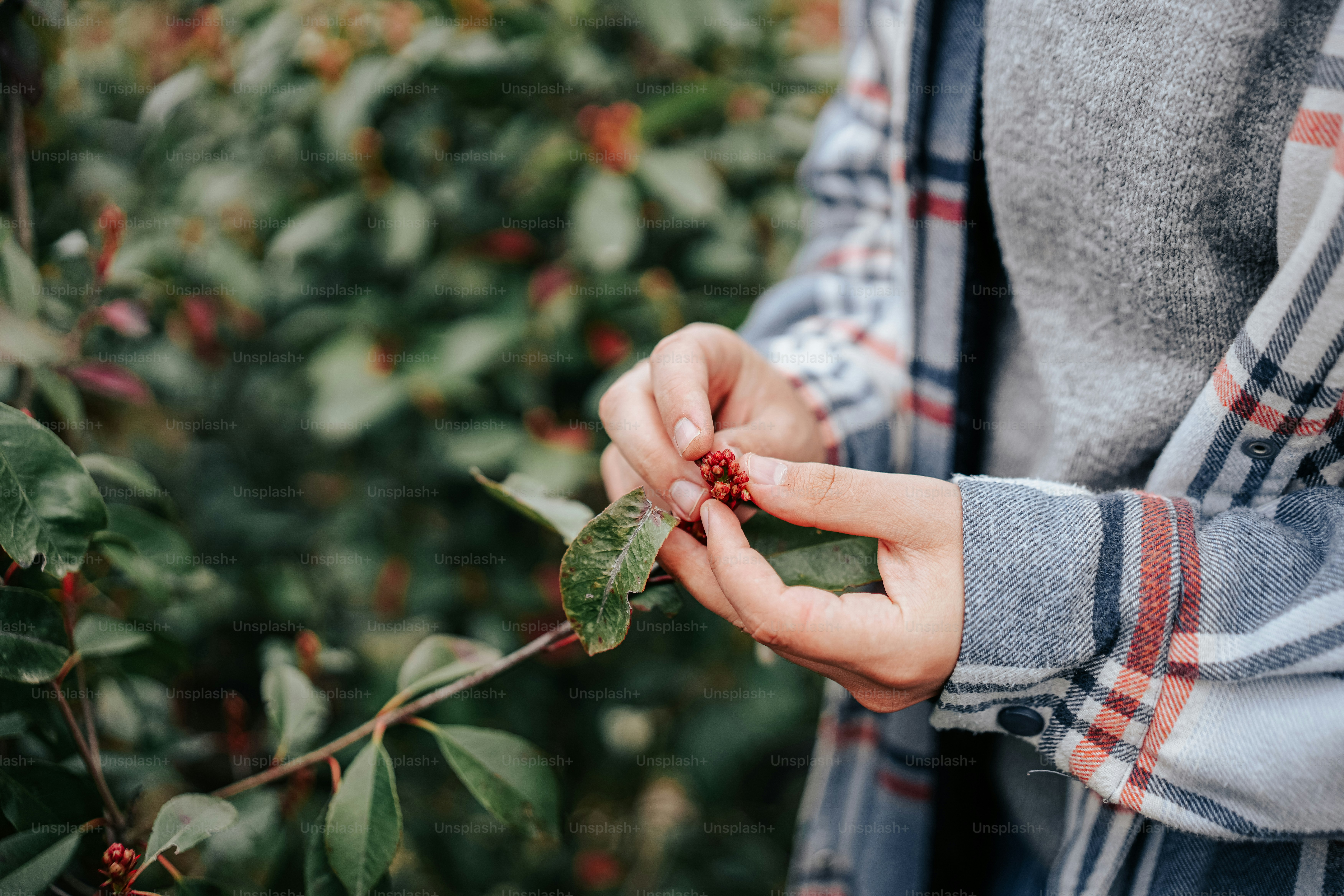 a person picking berries off of a bush