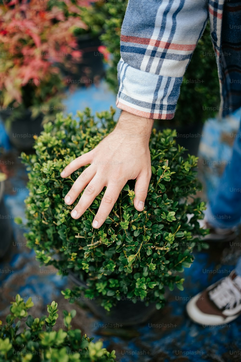 a person's hand on top of a potted plant