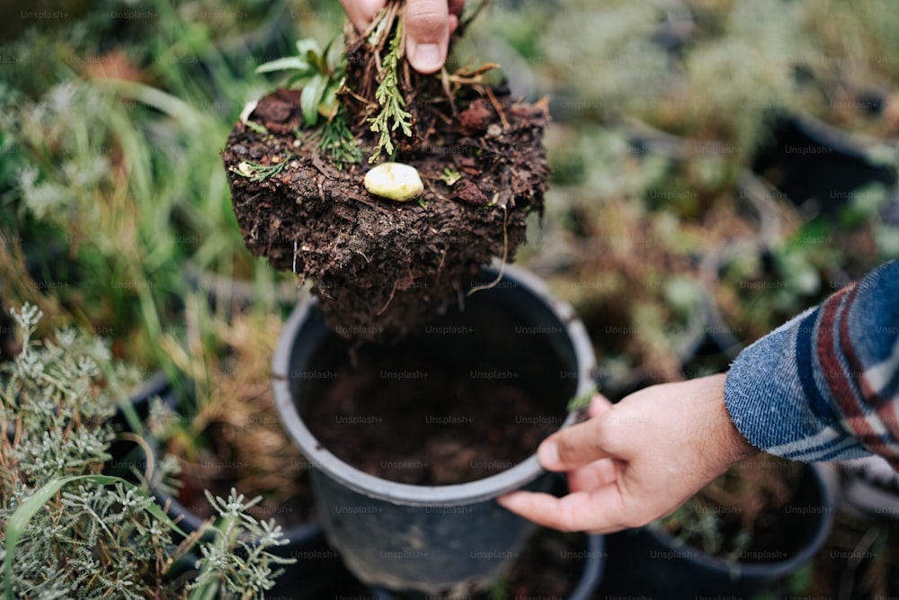 a person holding a potted plant in their hand