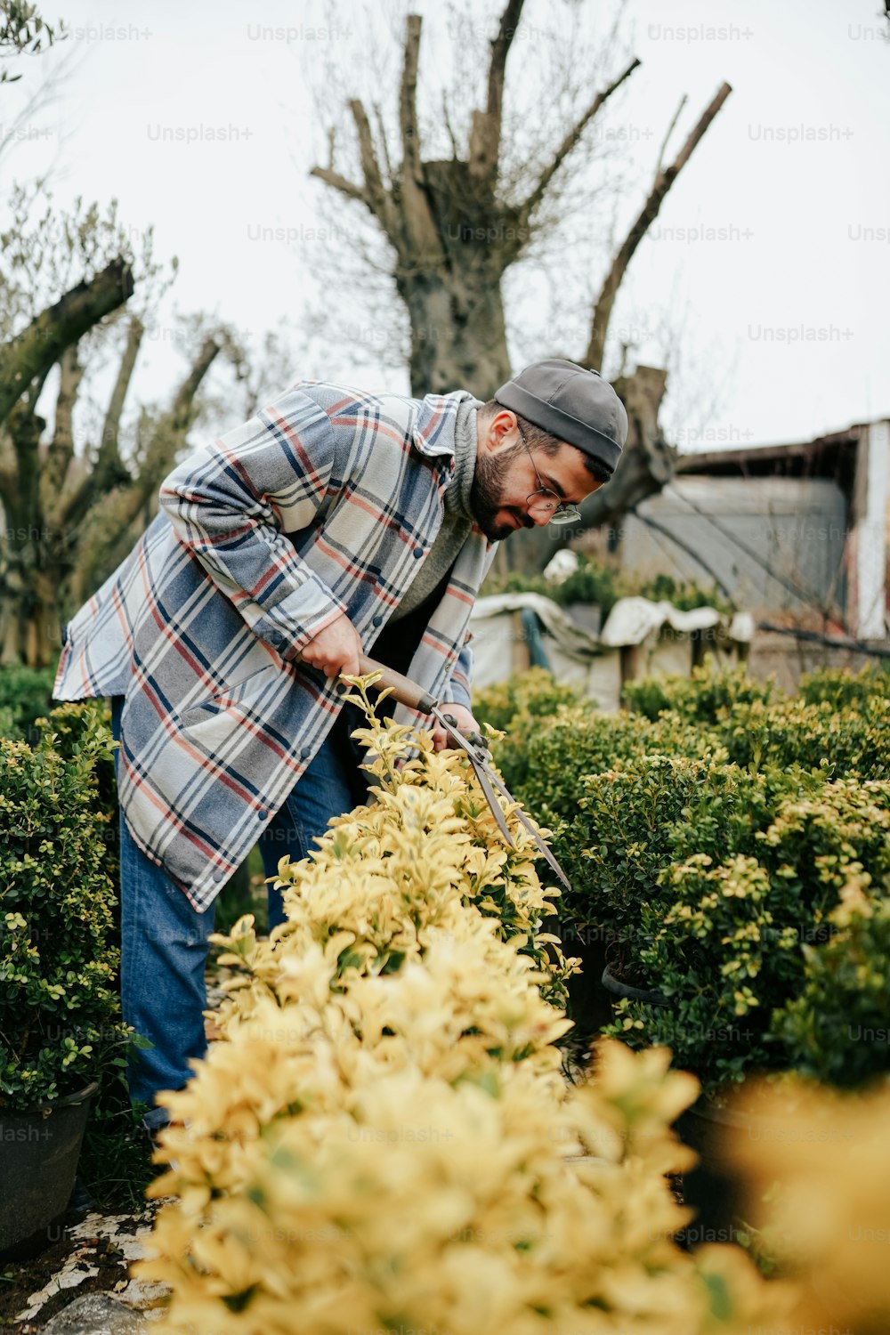 Un hombre está recortando un arbusto en un jardín