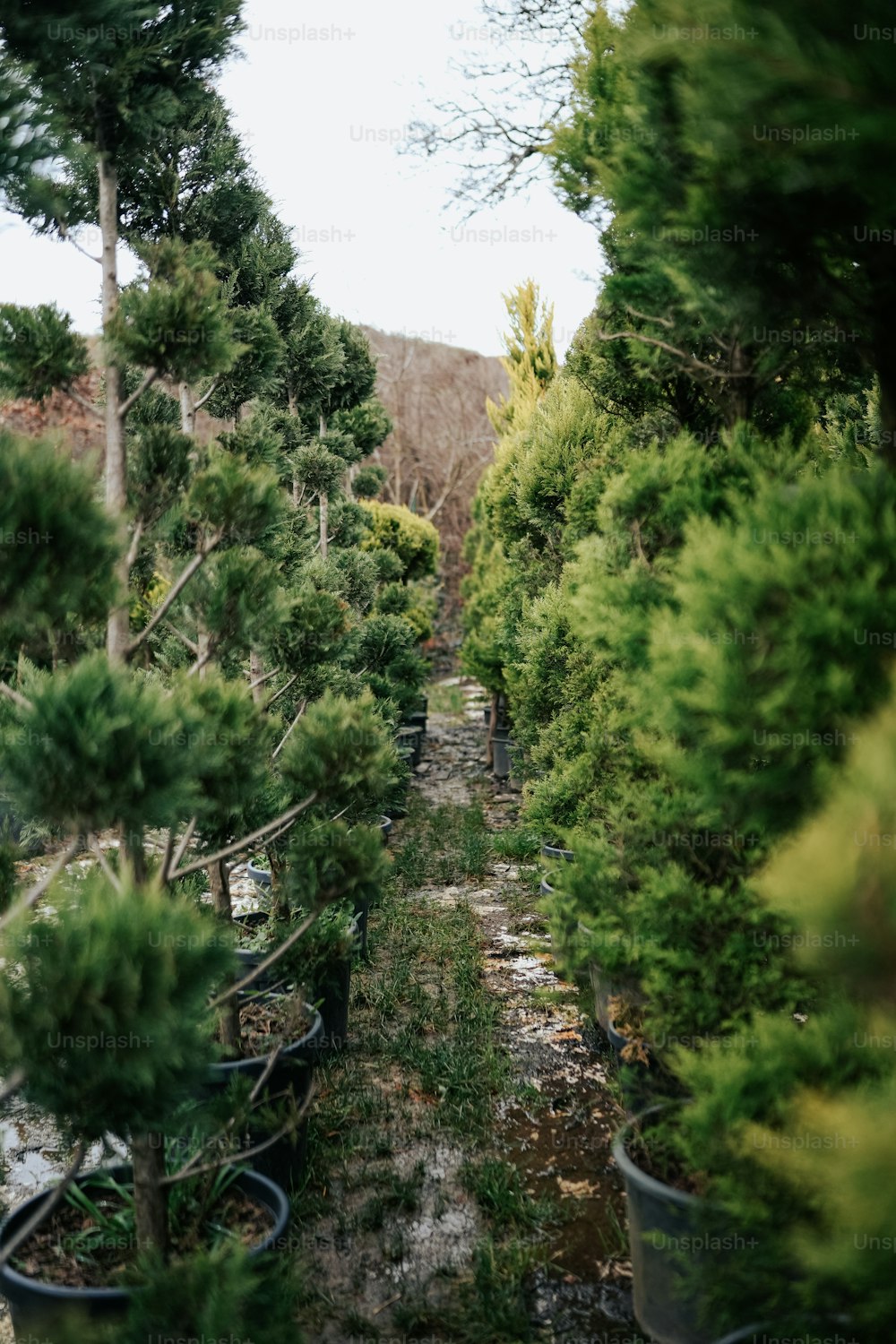 a row of pine trees in a forest