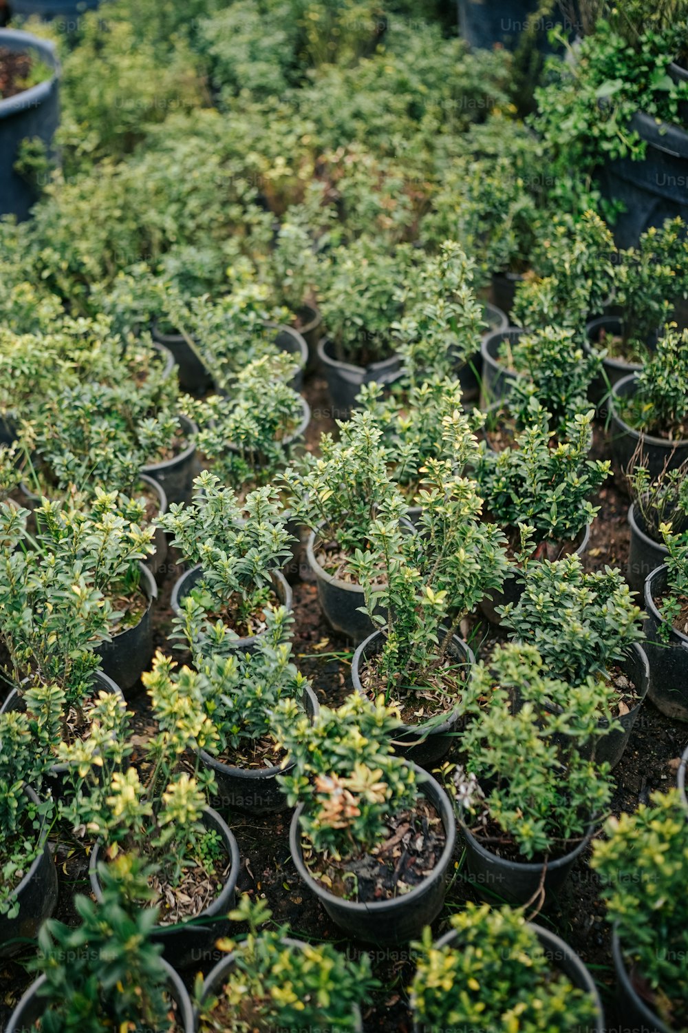 a lot of potted plants that are in the dirt