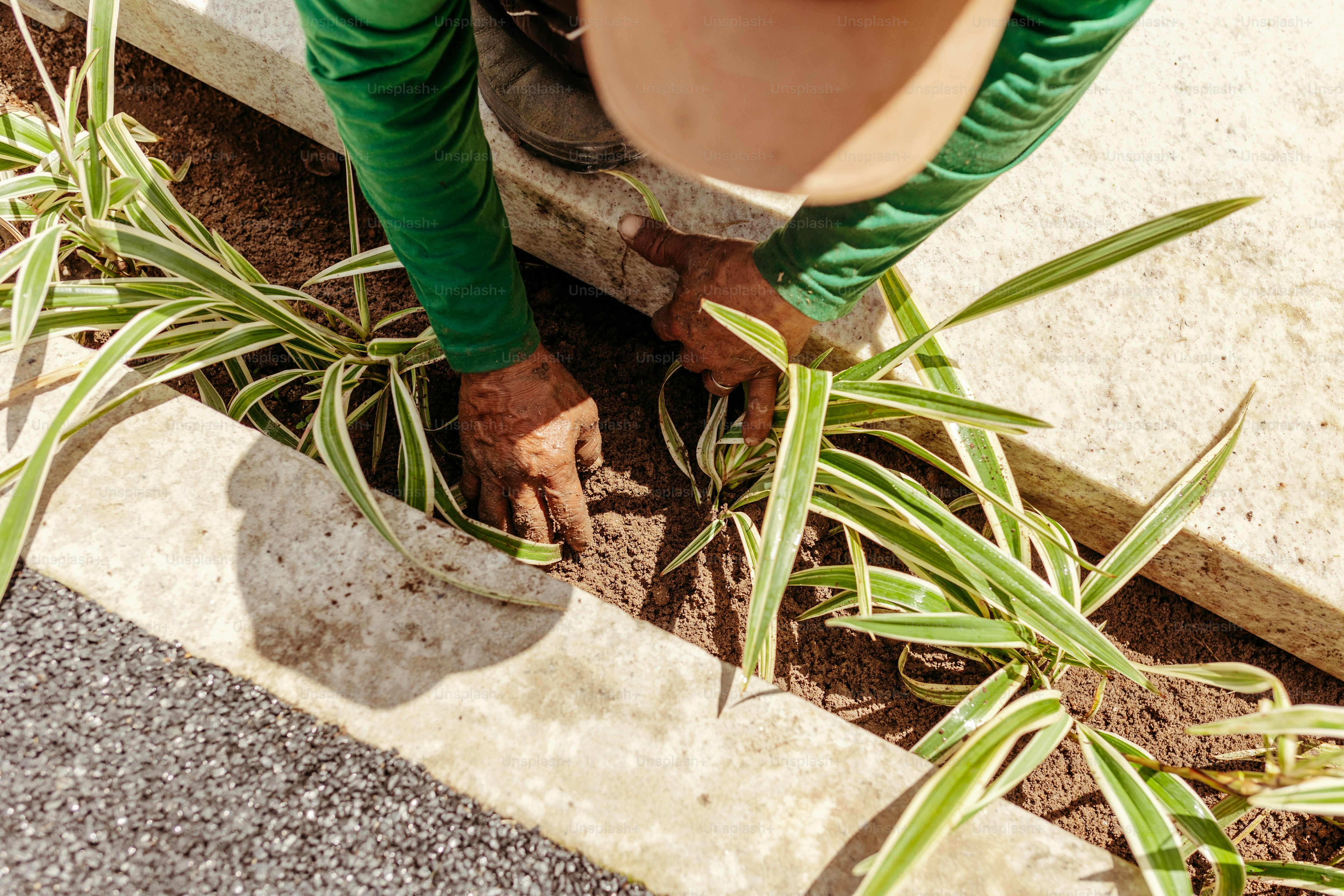 a person with a hat and gloves on putting plants in the ground