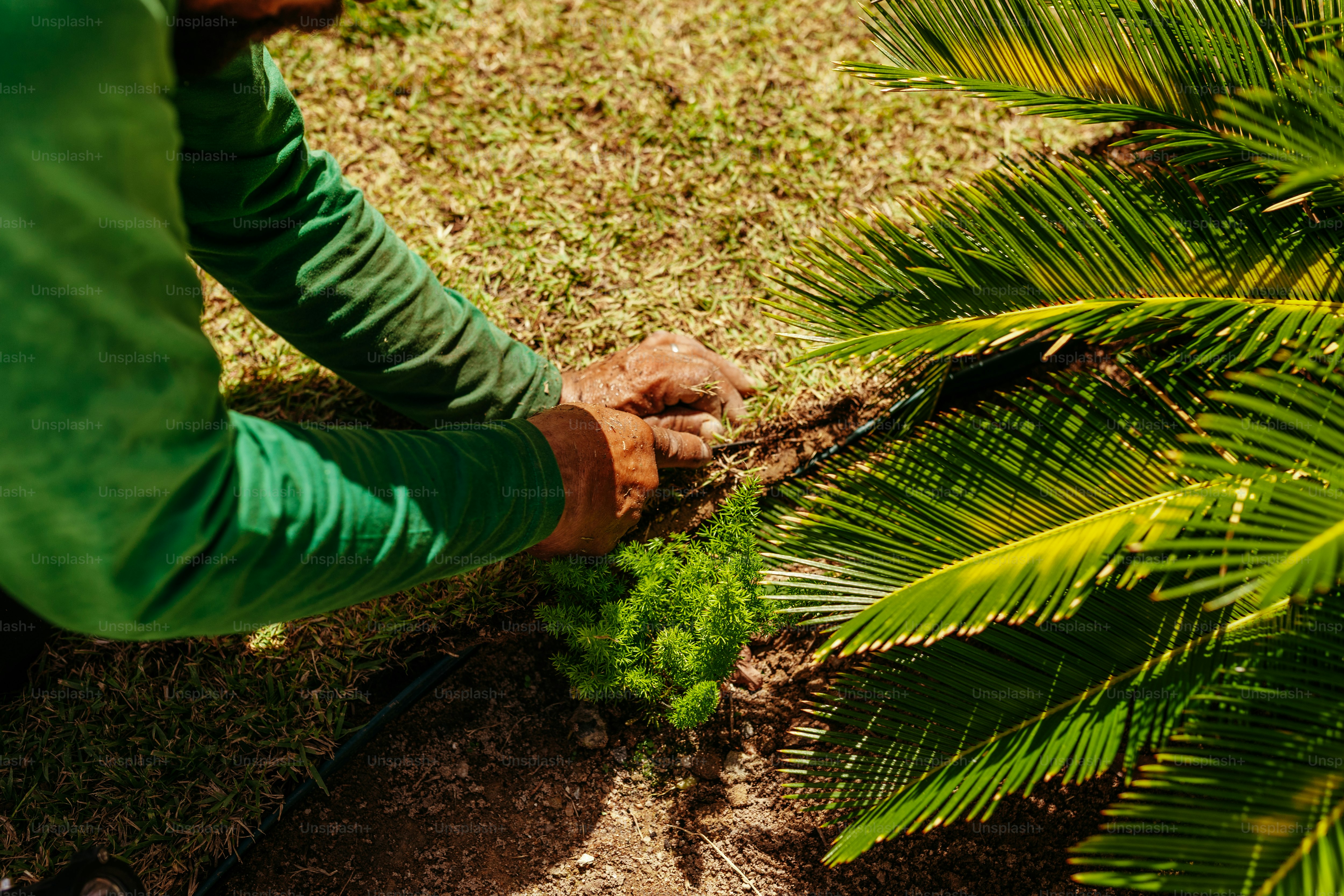 a man is trimming a tree with scissors