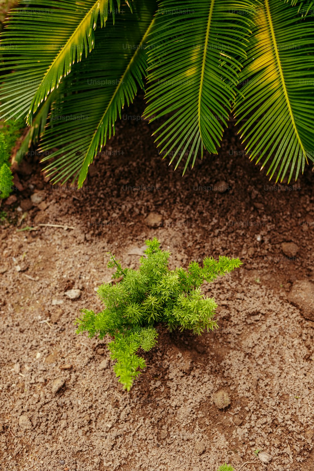 Une plante verte pousse dans la terre