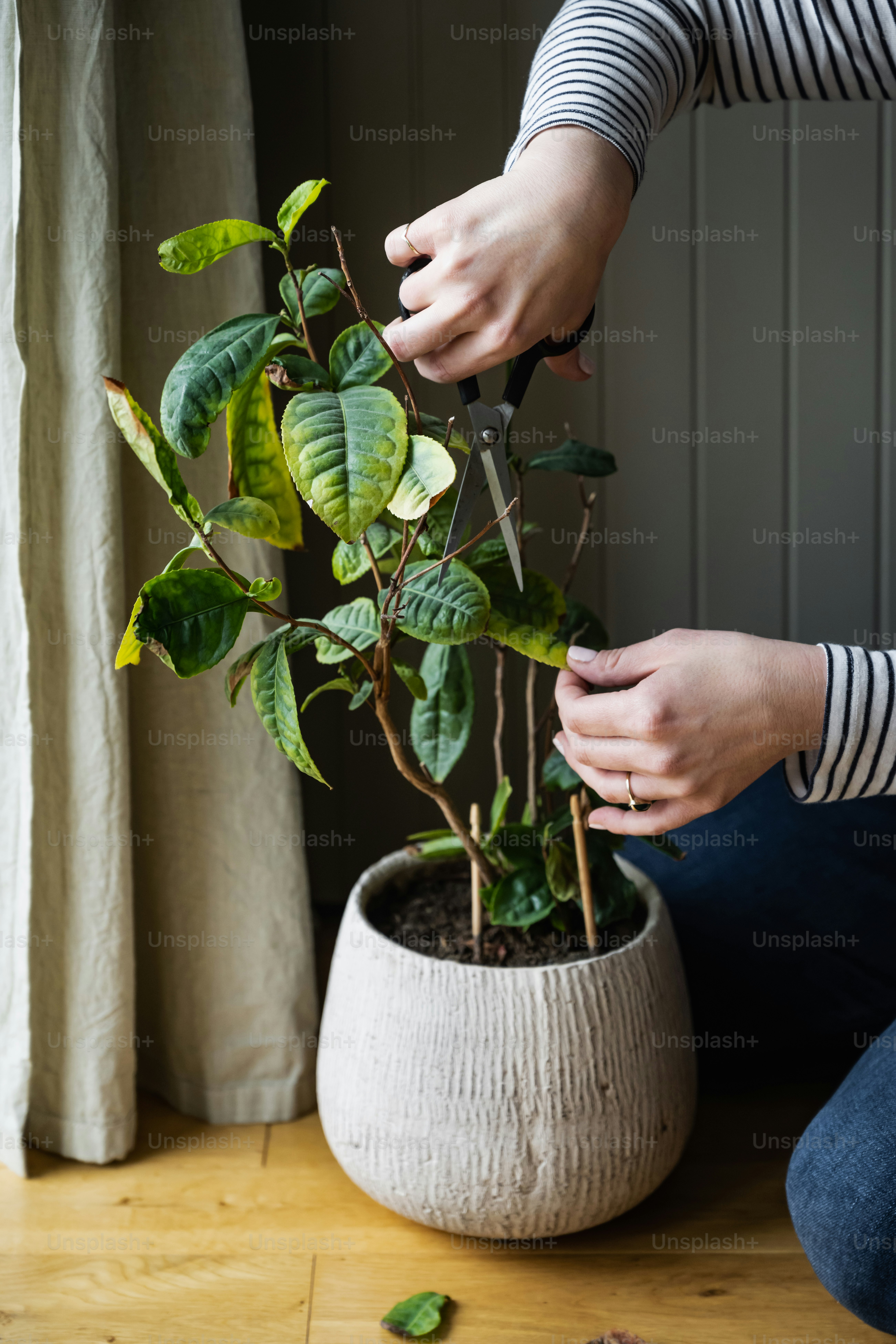 a person cutting a plant with scissors on a table