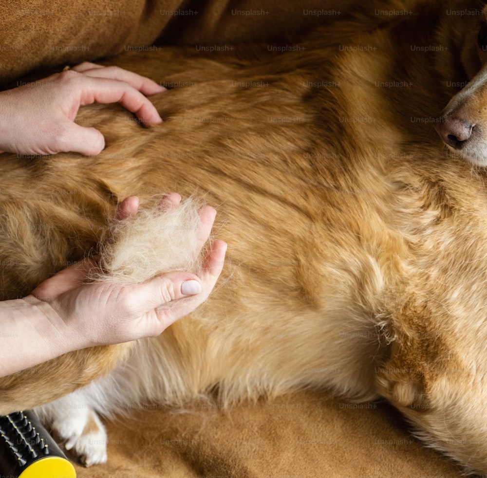 a brown dog laying on top of a person's lap