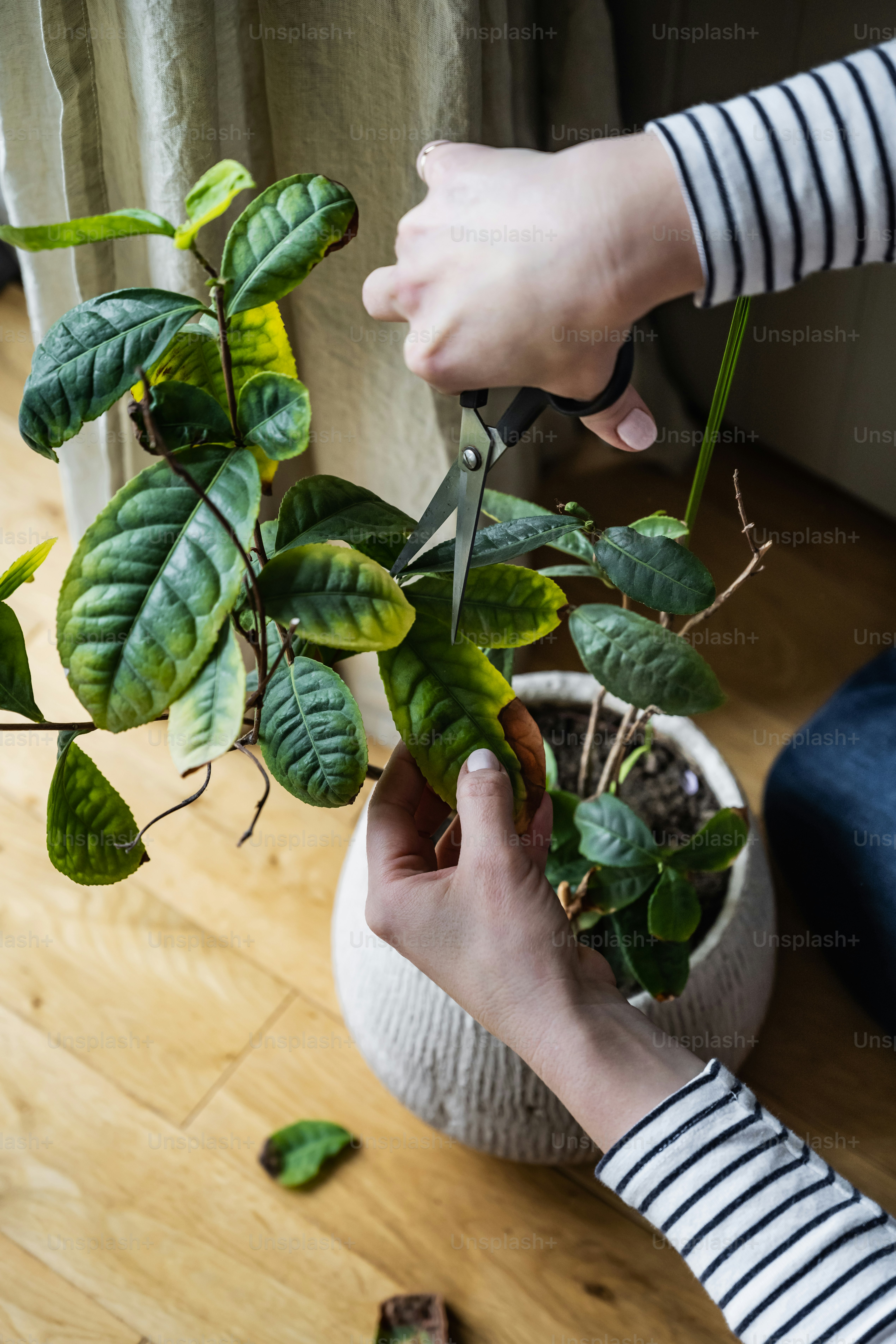 A person cutting a plant with a pair of scissors photo – Plant Image on ...