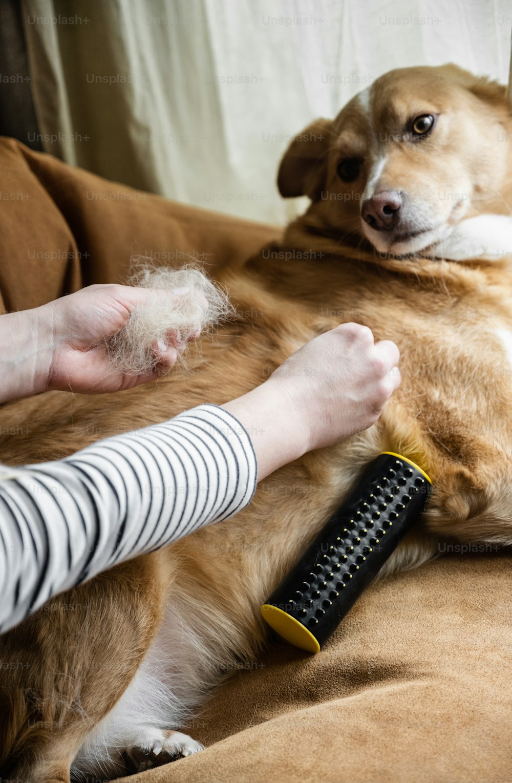 Un perro acostado en un sofá siendo preparado por una mujer
