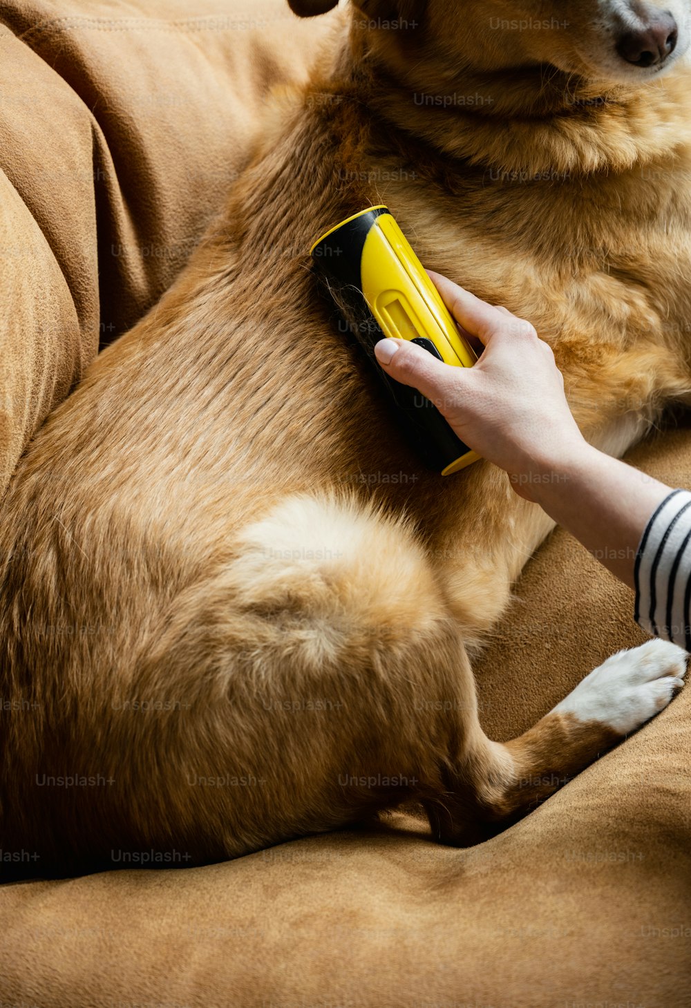 Un cane marrone che giace sopra un divano marrone