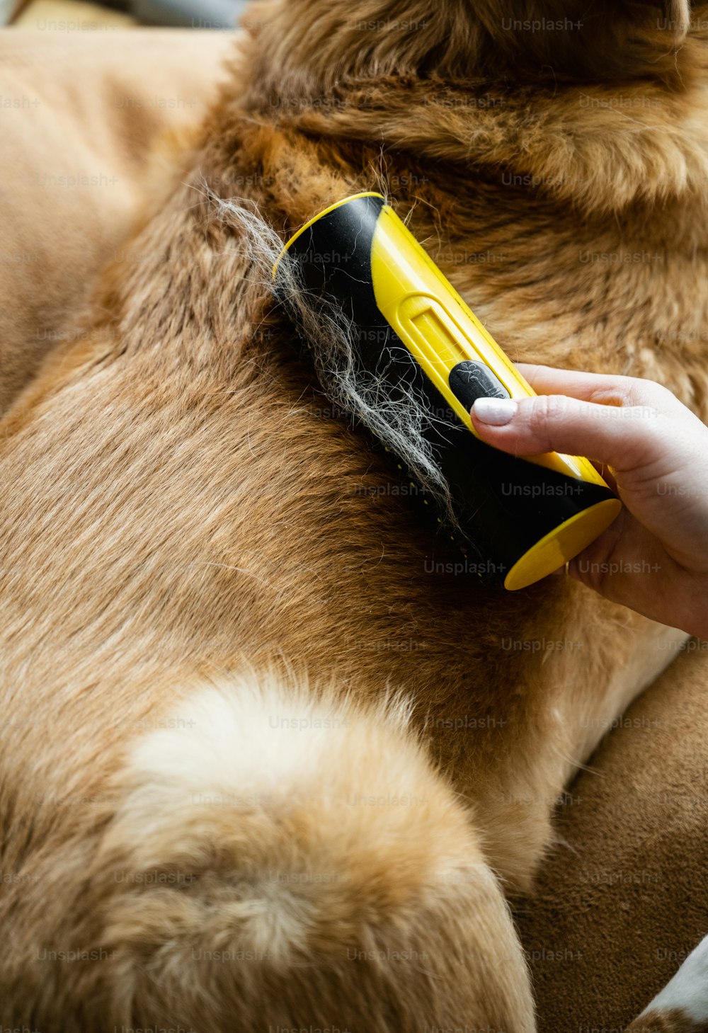 a close up of a person brushing a dog's hair