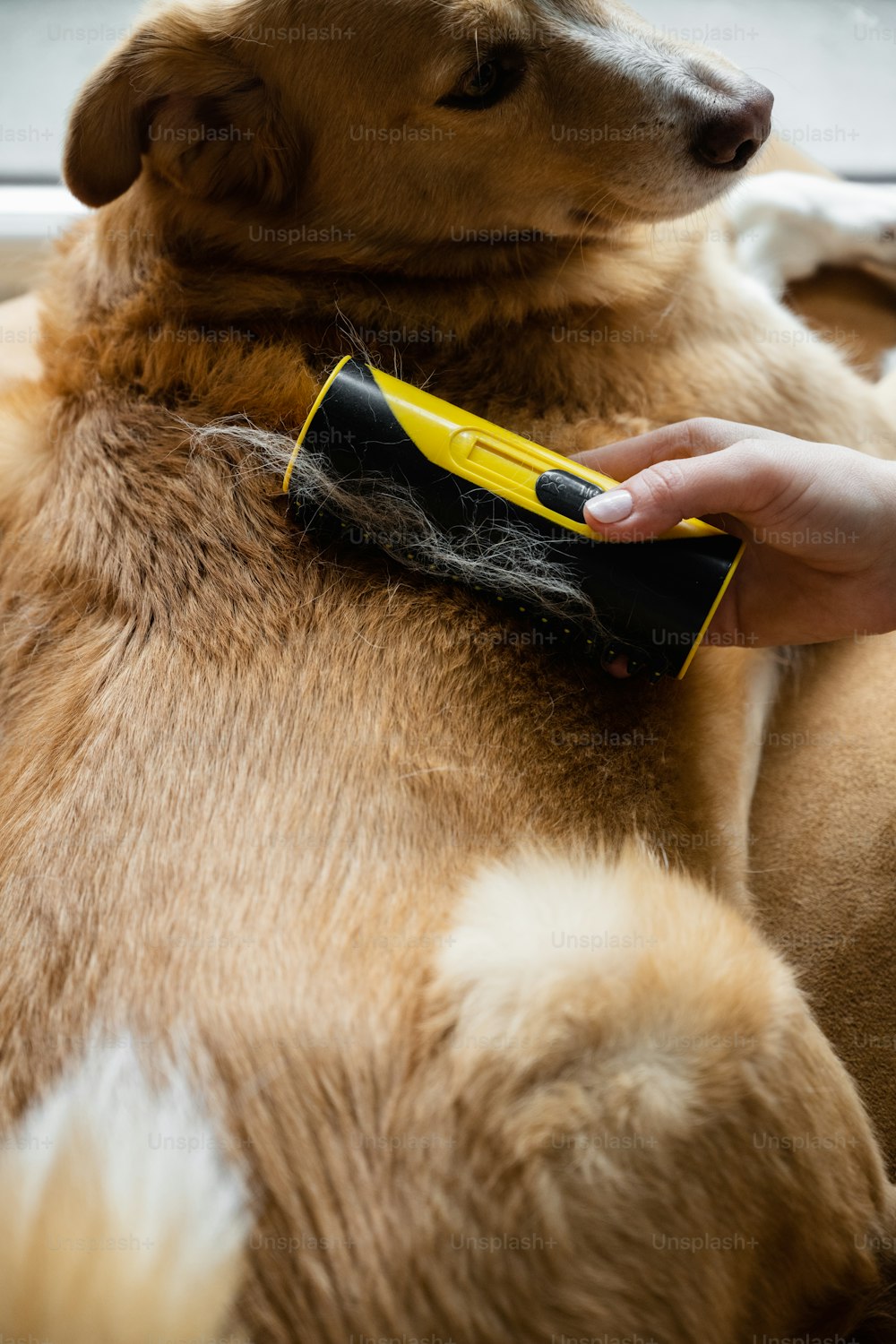Un perro siendo preparado por una persona con un peine amarillo