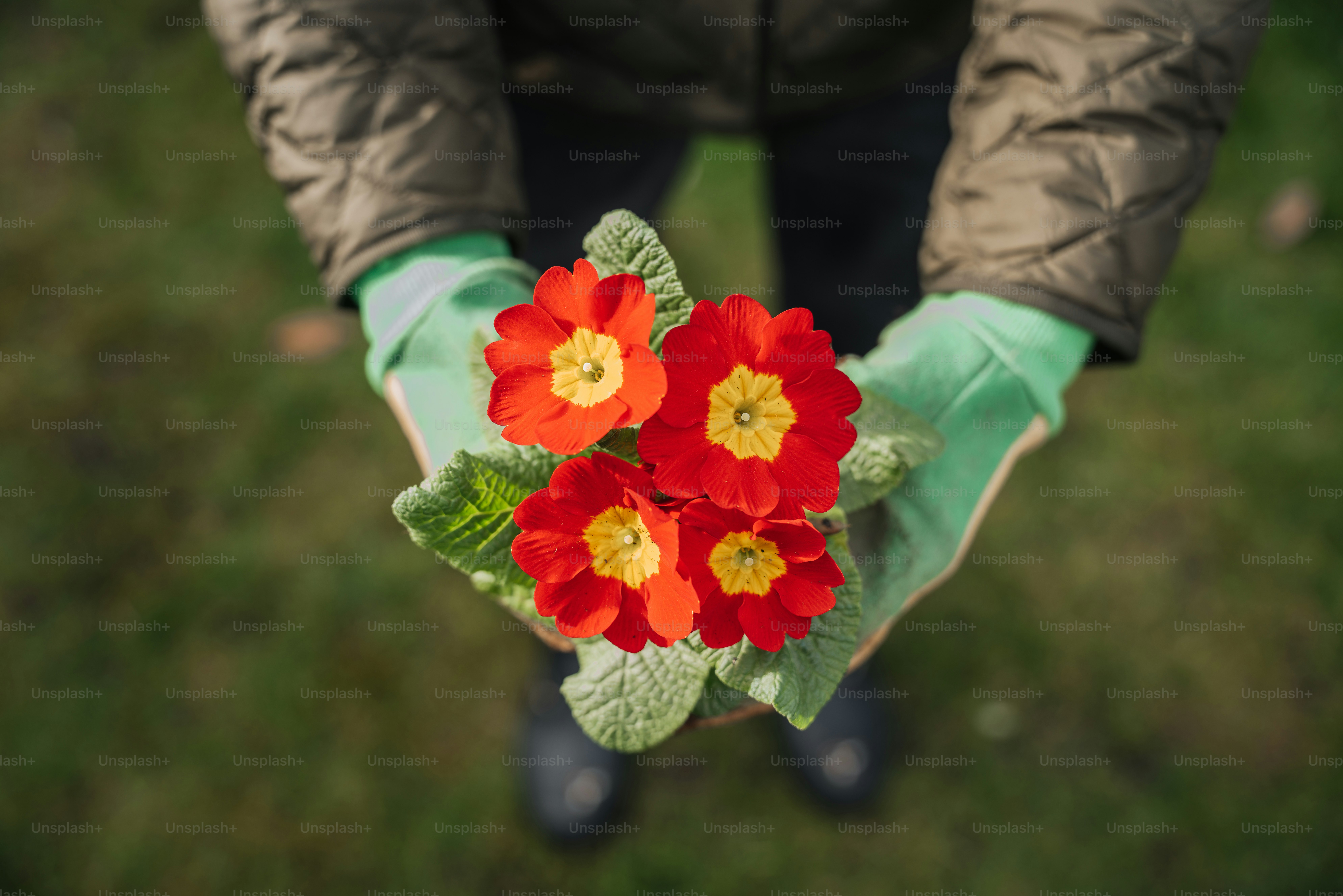 a person holding a bunch of flowers in their hands