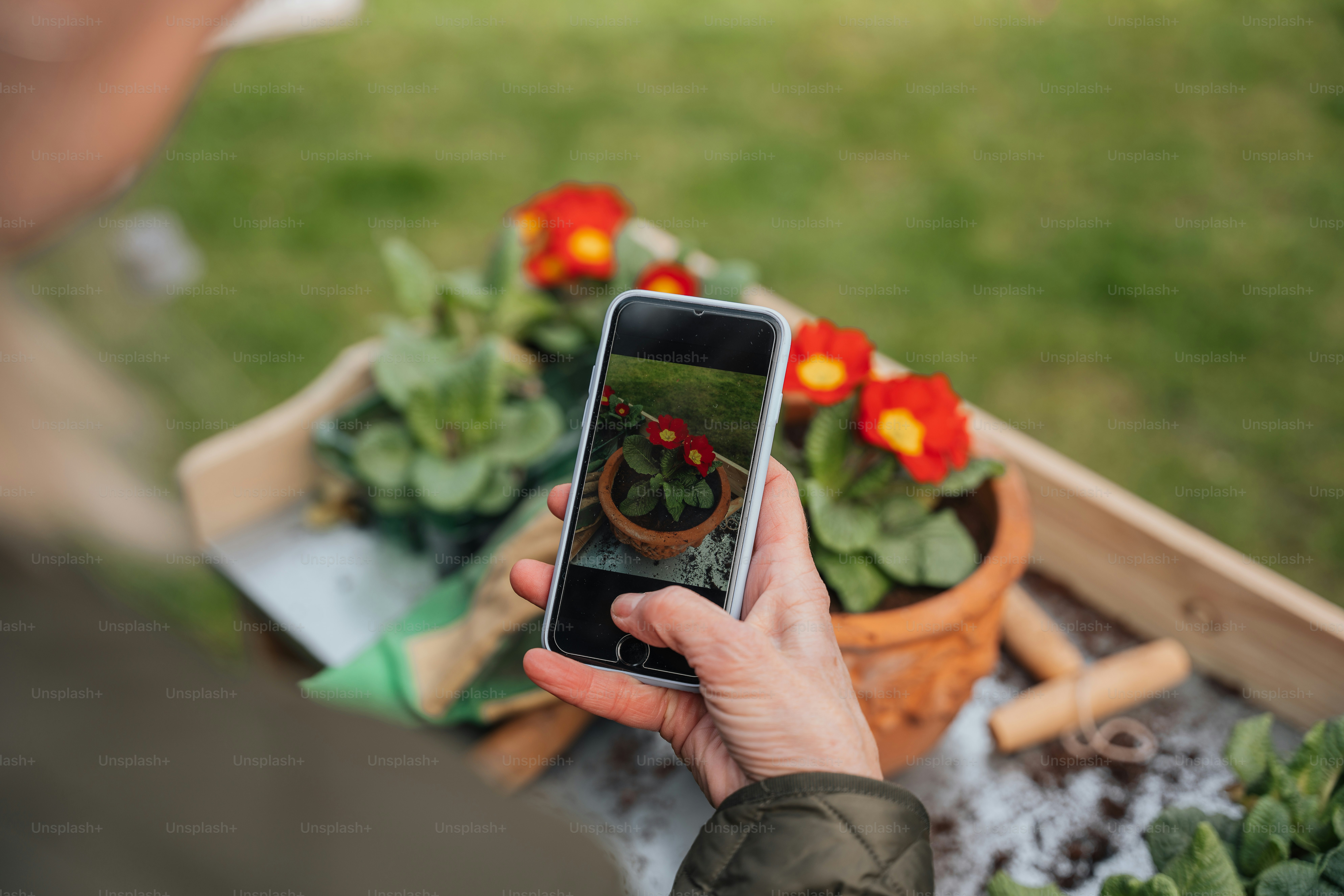 a person taking a picture of a potted plant