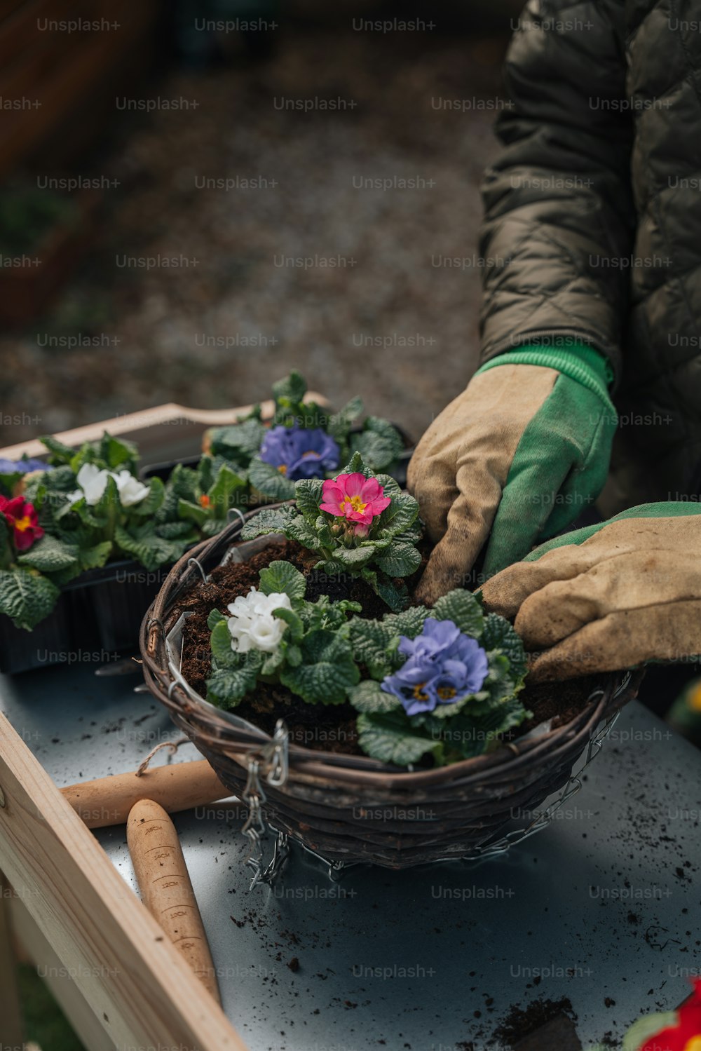 Una persona que usa guantes y guantes de jardinería está poniendo flores en una canasta