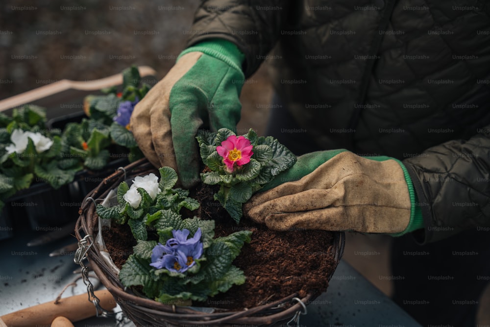 una persona che indossa guanti e guanti da giardinaggio che tiene una pianta in vaso