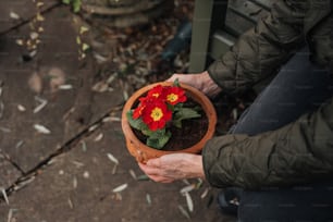 a person holding a potted plant with red and yellow flowers