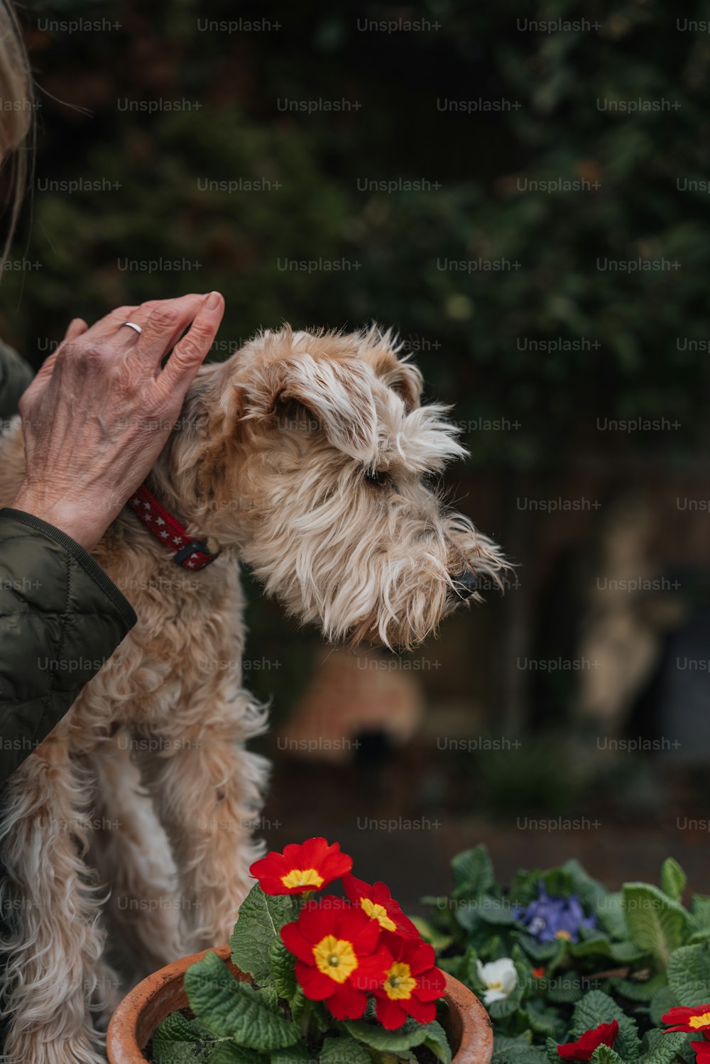 uma mulher segurando um cão pequeno ao lado de um vaso de planta