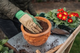 Eine Person, die Handschuhe und Gartenhandschuhe trägt, legt Schmutz in eine Topfpflanze