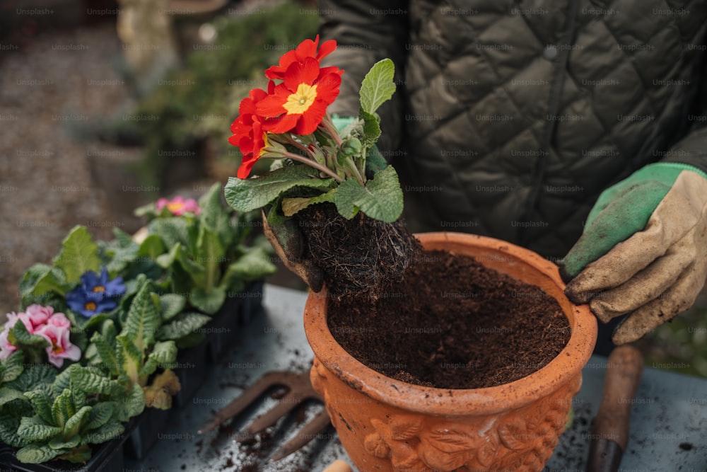 a person holding a potted plant with a flower in it