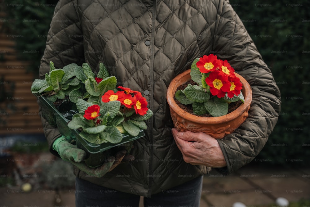 uma pessoa segurando um vaso de planta com flores vermelhas