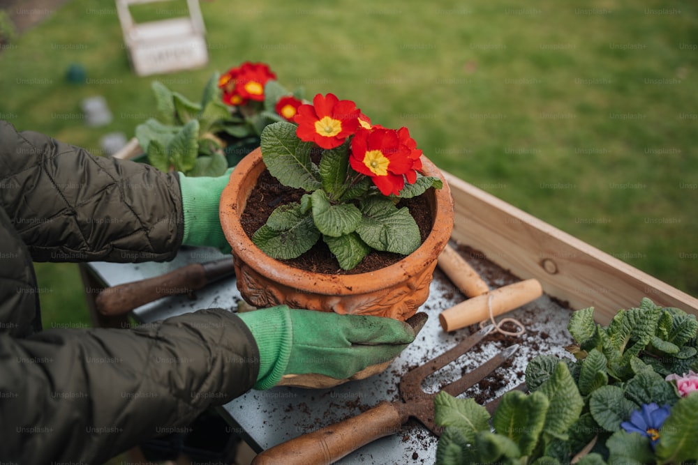 une personne avec des gants de jardinage et des outils de jardinage près d’une plante en pot